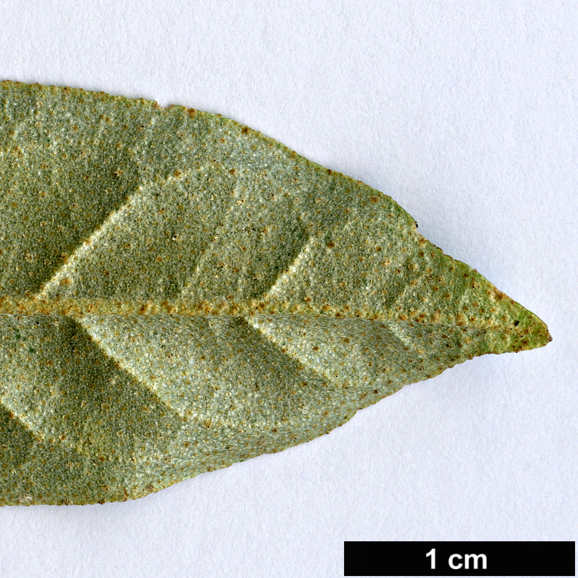 High resolution image: Family: Elaeagnaceae - Genus: Elaeagnus - Taxon: latifolia