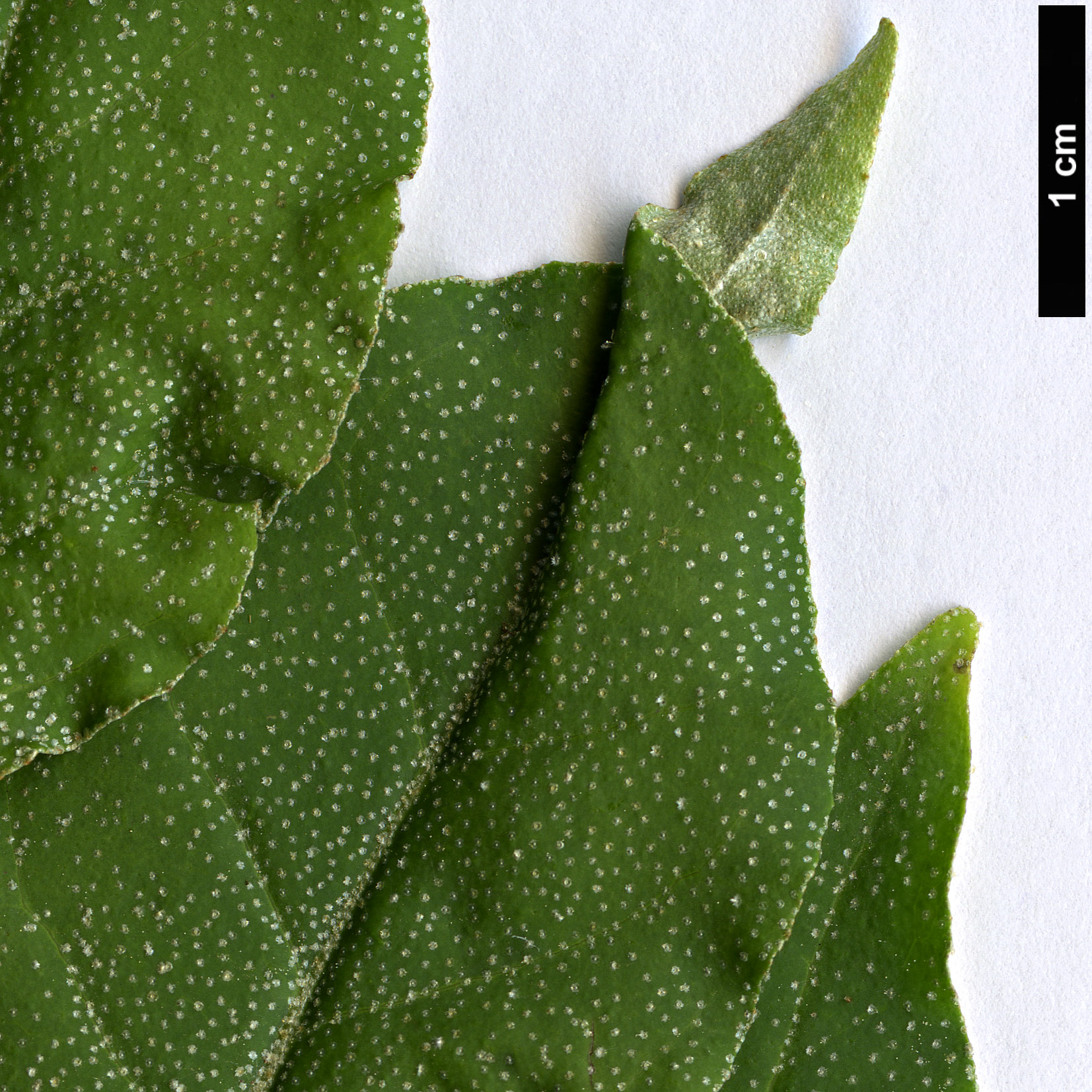 High resolution image: Family: Elaeagnaceae - Genus: Elaeagnus - Taxon: montana