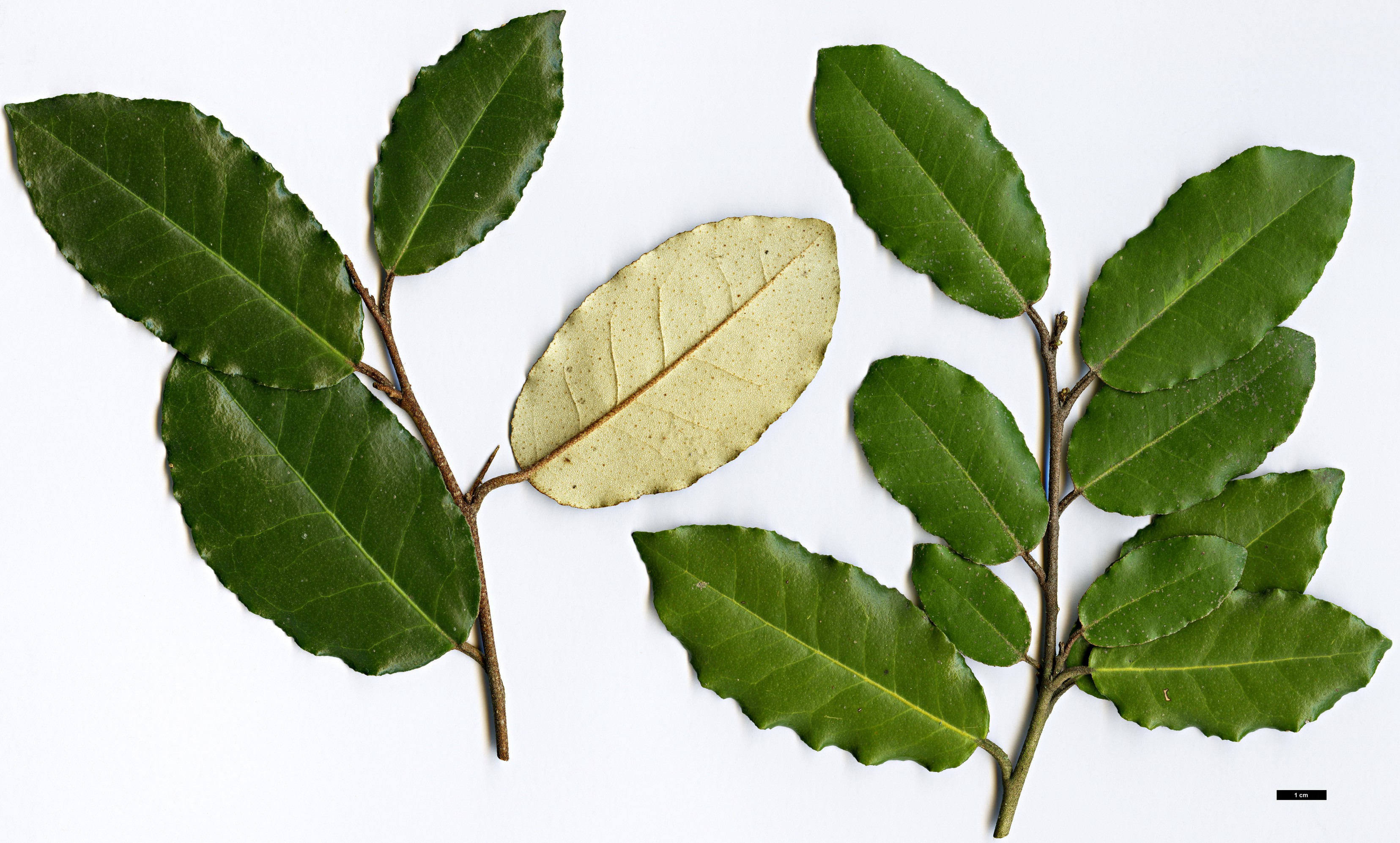 High resolution image: Family: Elaeagnaceae - Genus: Elaeagnus - Taxon: pungens