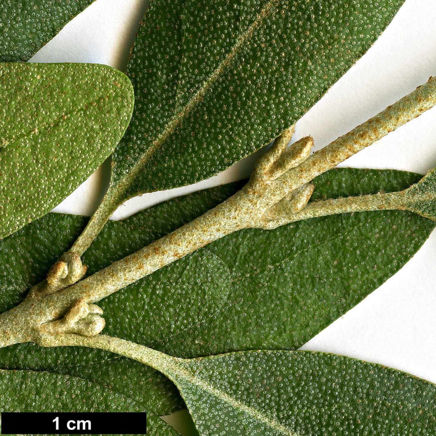 High resolution image: Family: Elaeagnaceae - Genus: Shepherdia - Taxon: argentea