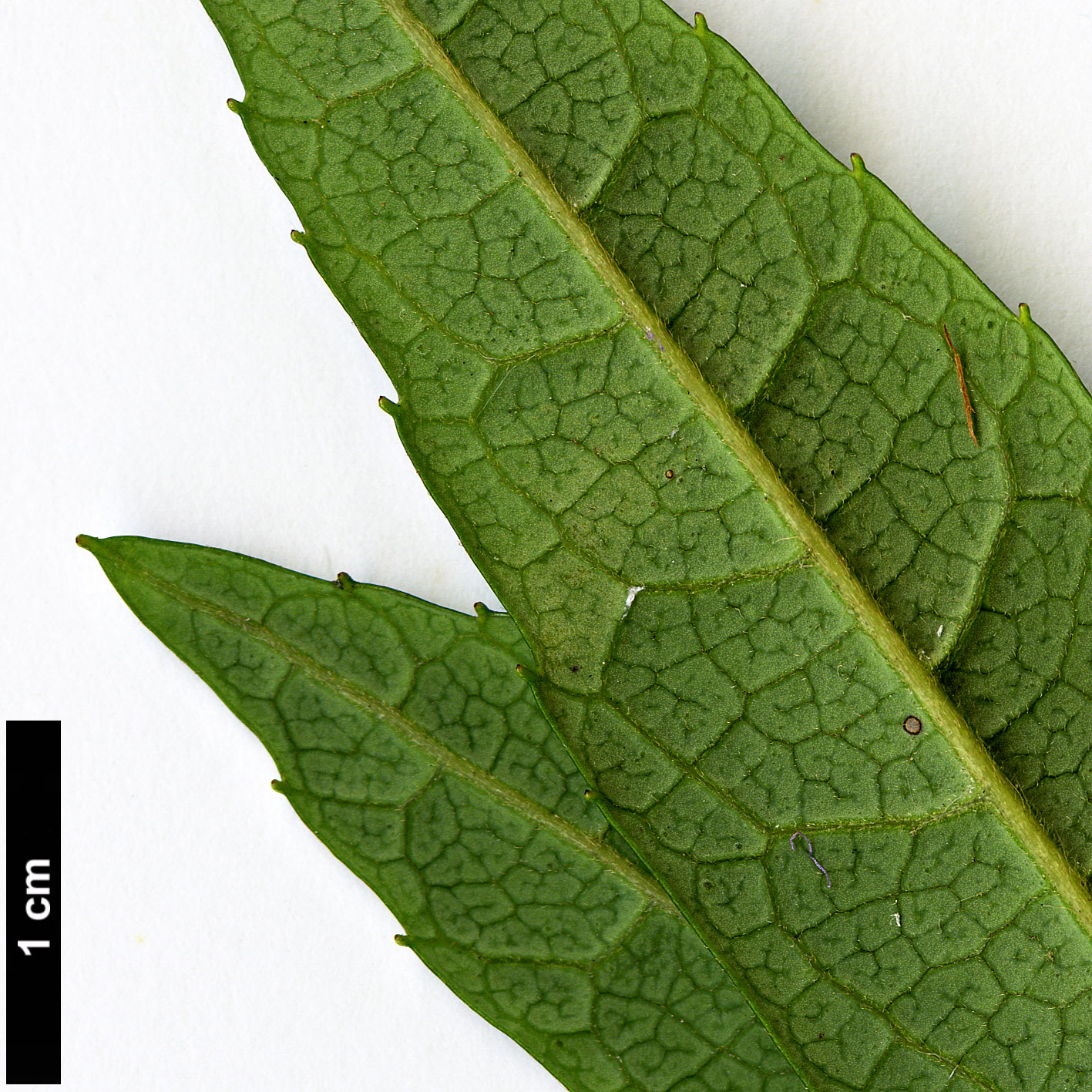 High resolution image: Family: Elaeocarpaceae - Genus: Crinodendron - Taxon: hookerianum