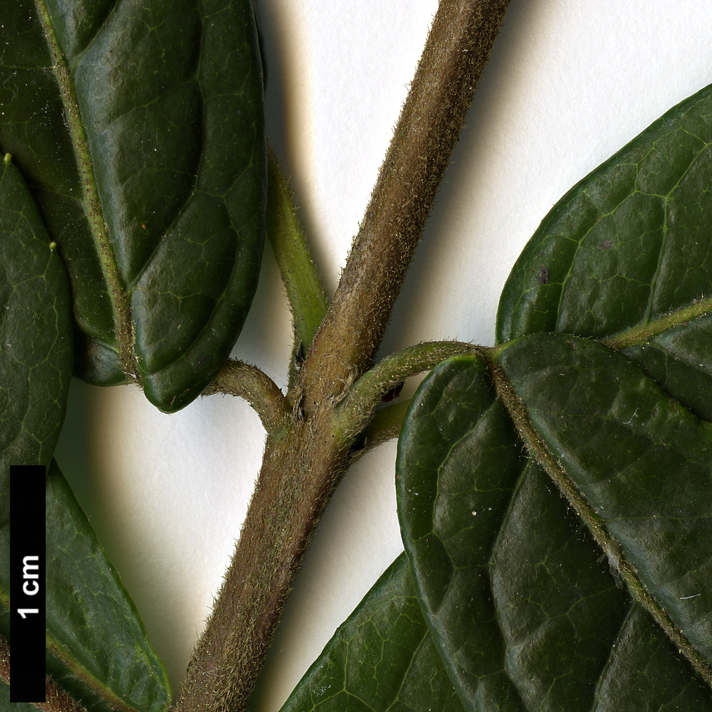 High resolution image: Family: Elaeocarpaceae - Genus: Crinodendron - Taxon: hookerianum