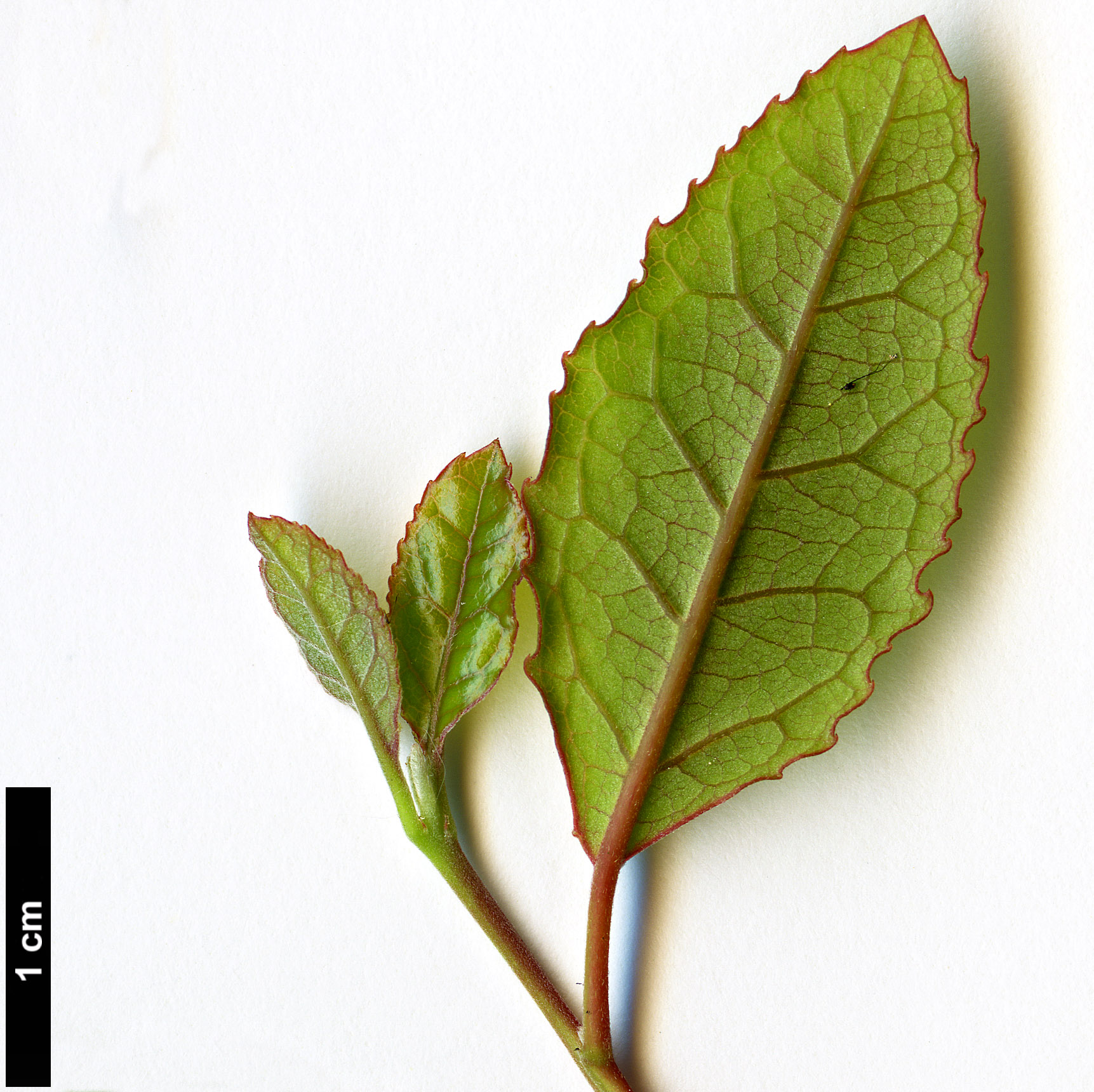 High resolution image: Family: Elaeocarpaceae - Genus: Crinodendron - Taxon: patagua