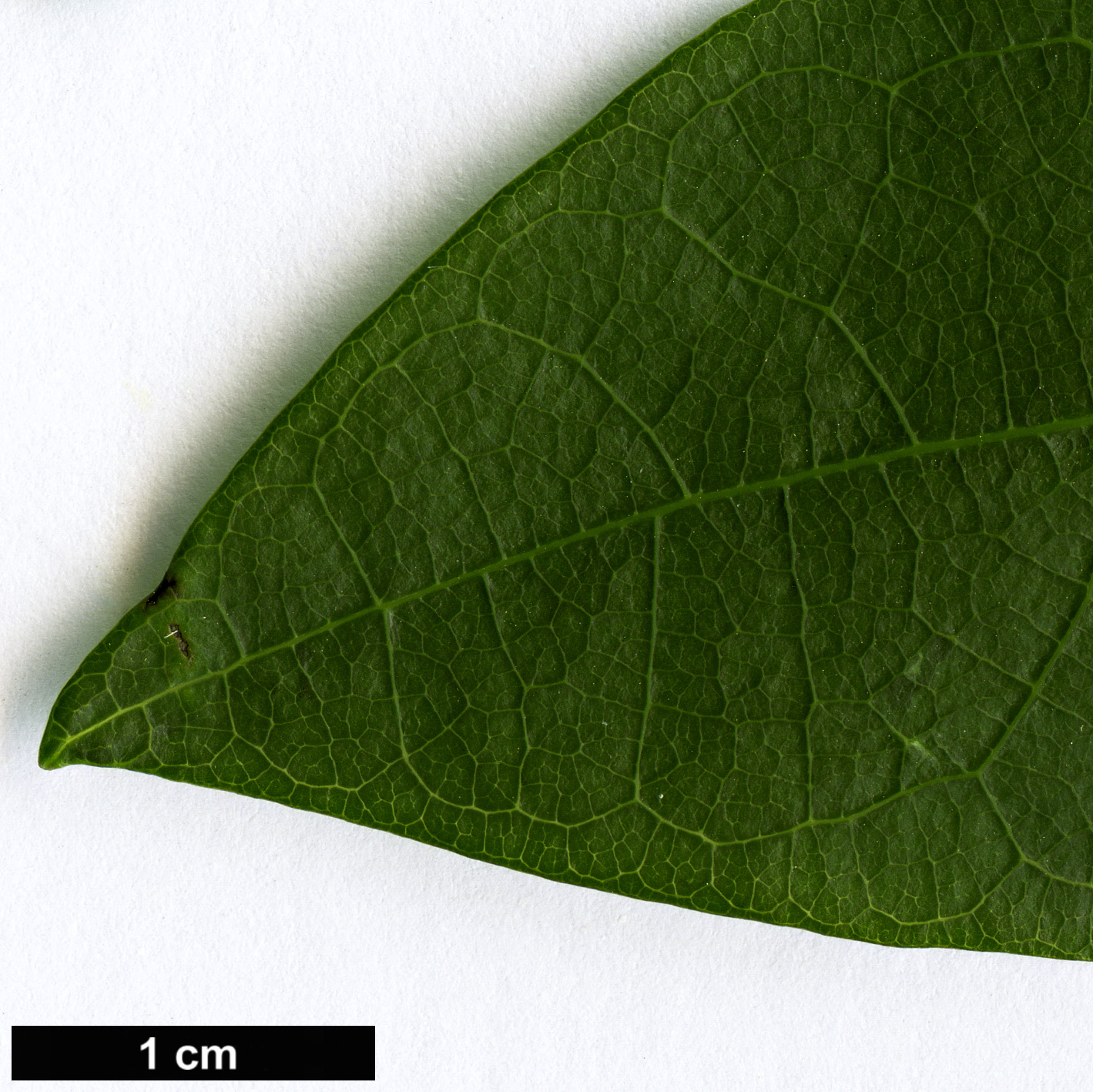 High resolution image: Family: Elaeocarpaceae - Genus: Vallea - Taxon: stipularis