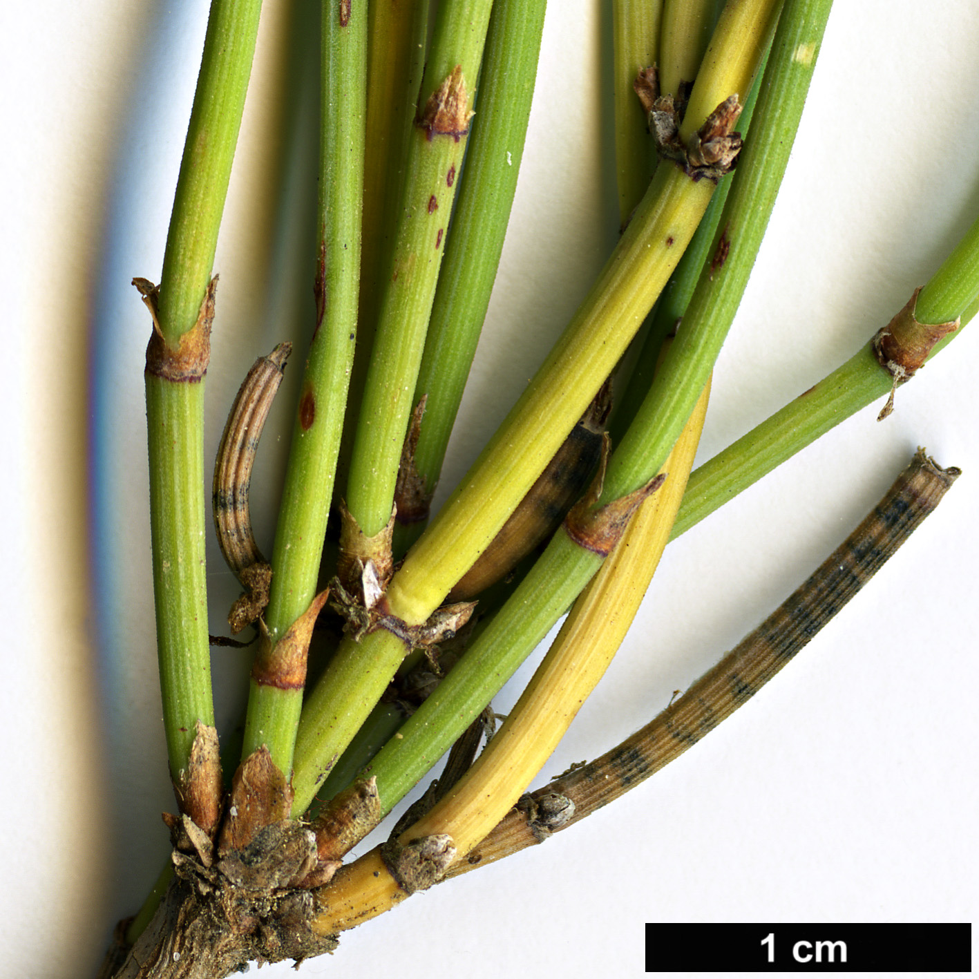 High resolution image: Family: Ephedraceae - Genus: Ephedra - Taxon: distachya