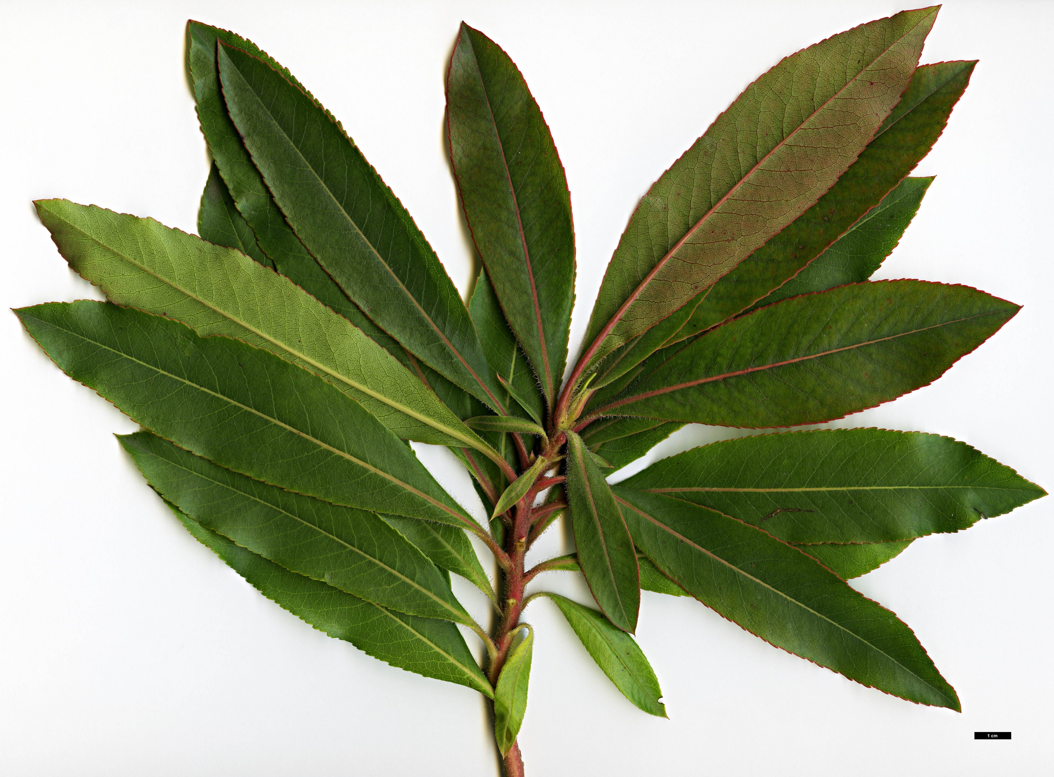 High resolution image: Family: Ericaceae - Genus: Arbutus - Taxon: canariensis