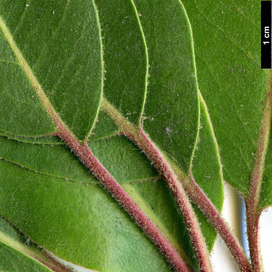 High resolution image: Family: Ericaceae - Genus: Arbutus - Taxon: xalapensis