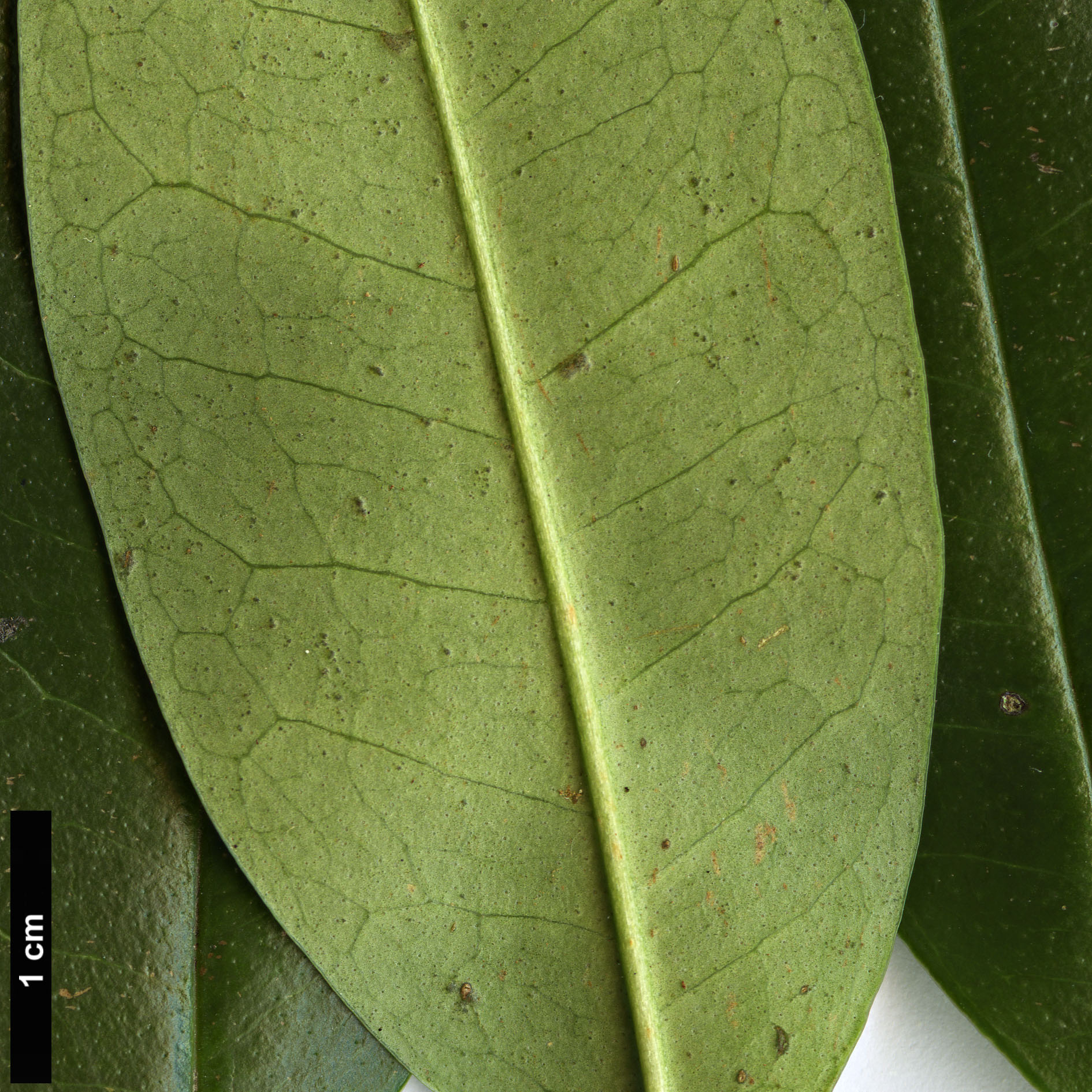 High resolution image: Family: Ericaceae - Genus: Craibiodendron - Taxon: henryi