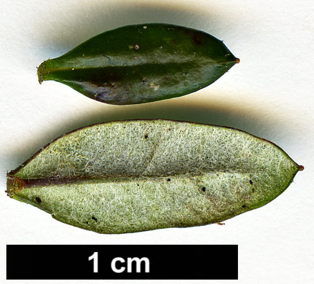 High resolution image: Family: Ericaceae - Genus: Daboecia - Taxon: cantabrica