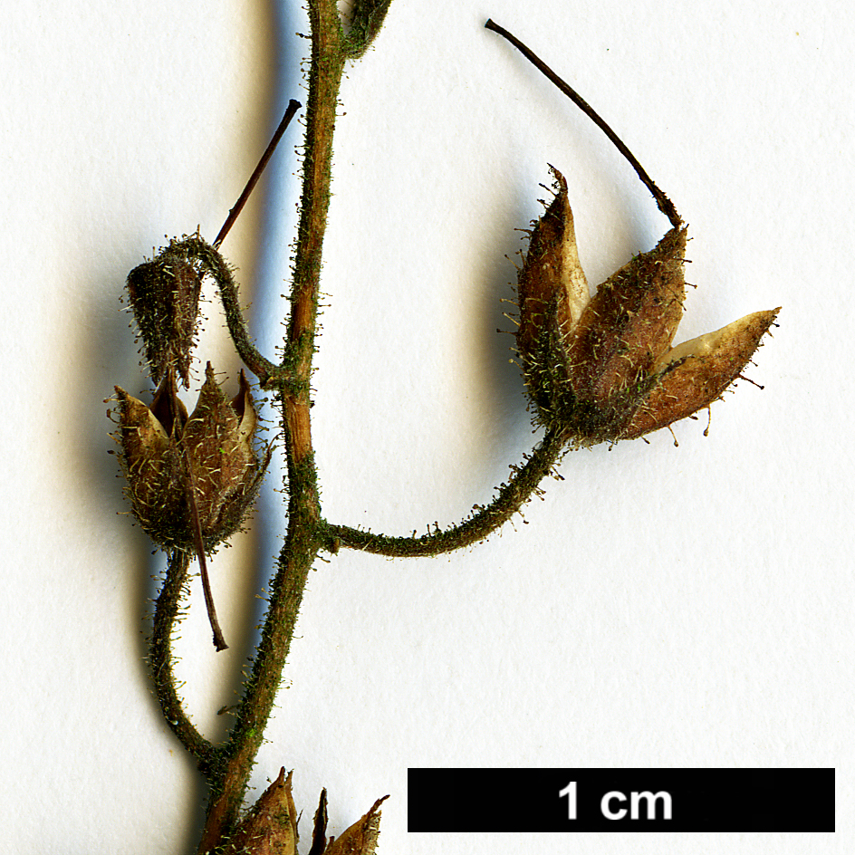 High resolution image: Family: Ericaceae - Genus: Daboecia - Taxon: cantabrica