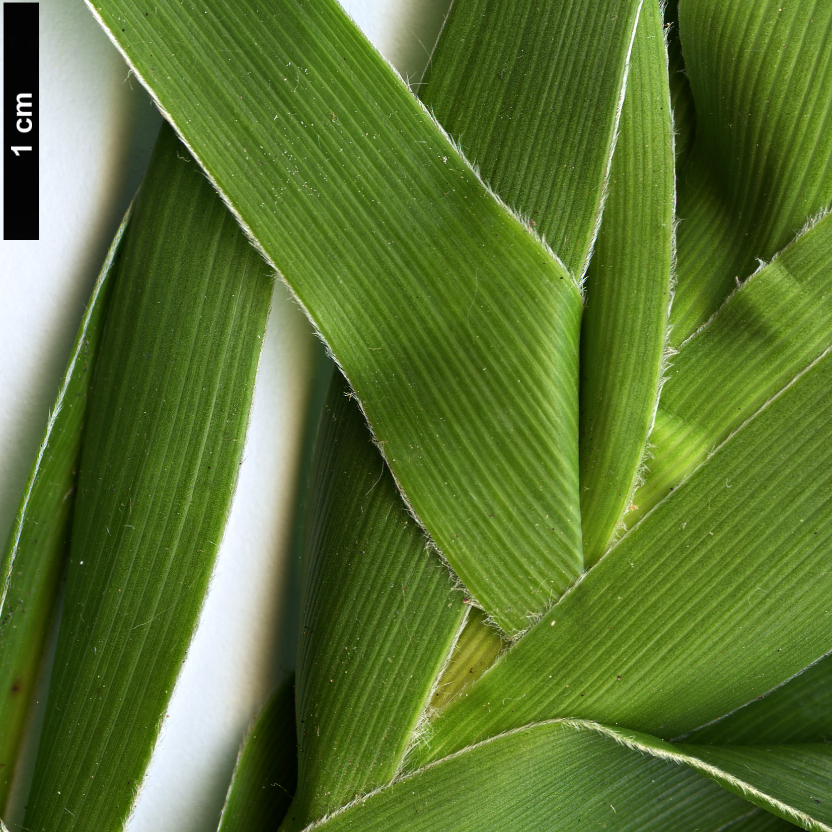 High resolution image: Family: Ericaceae - Genus: Dracophyllum - Taxon: arboreum