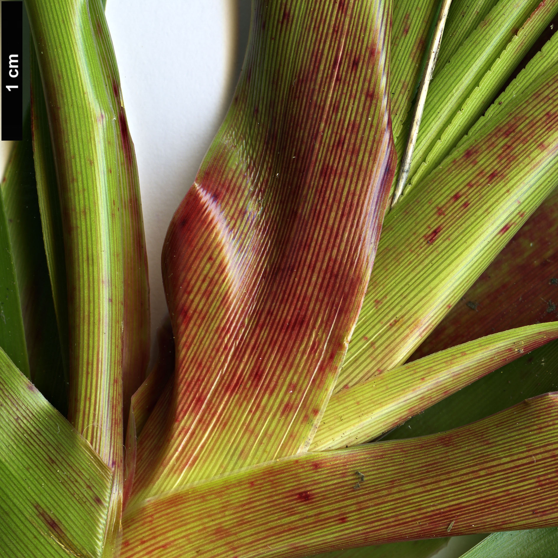 High resolution image: Family: Ericaceae - Genus: Dracophyllum - Taxon: menziesii