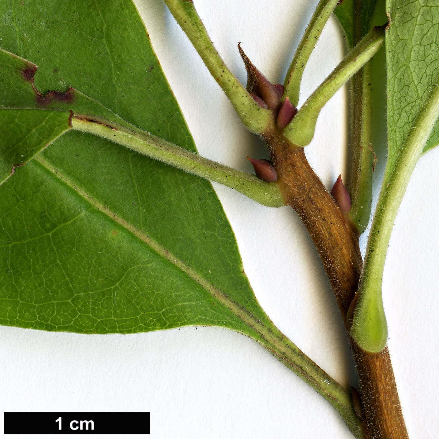 High resolution image: Family: Ericaceae - Genus: Elliottia - Taxon: racemosa