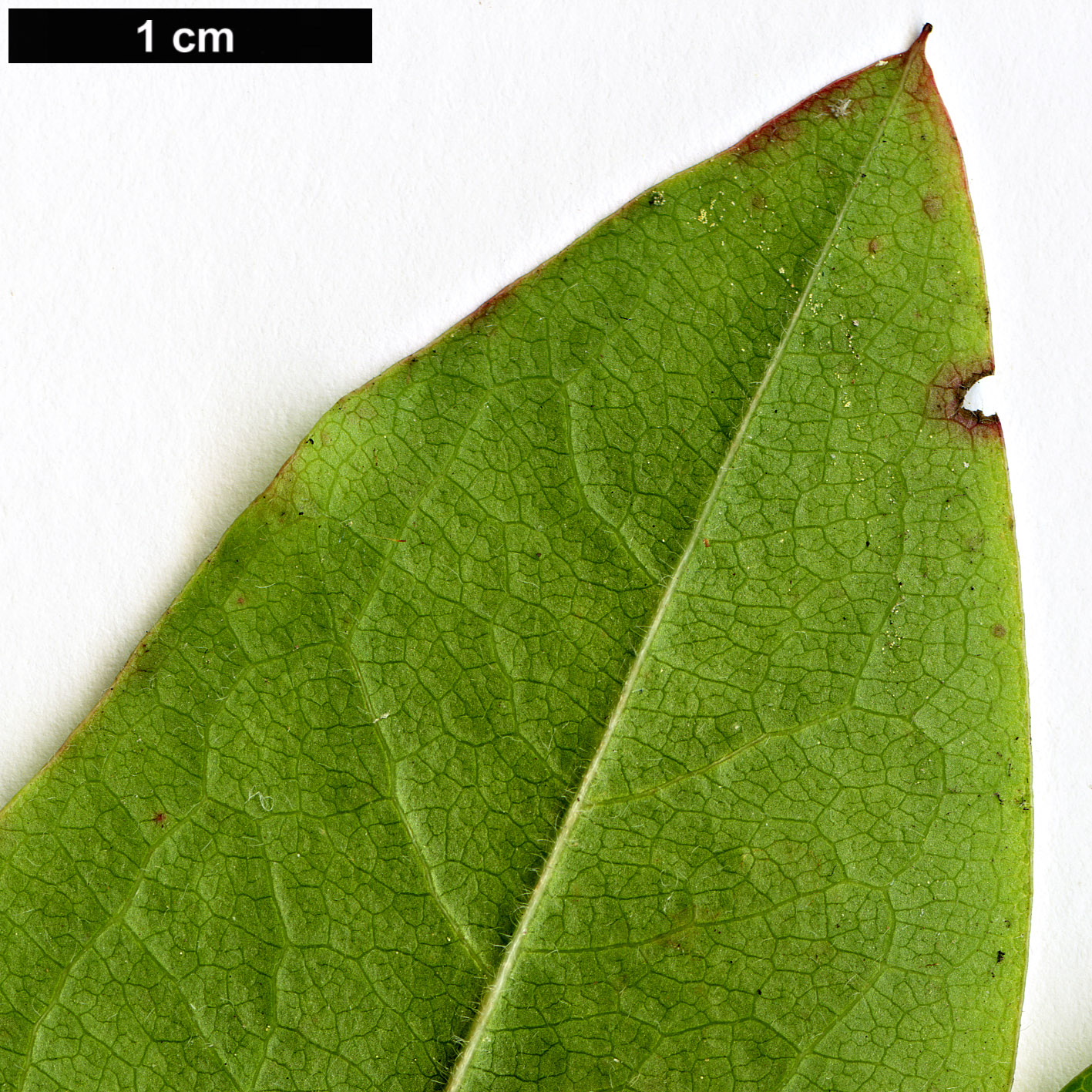 High resolution image: Family: Ericaceae - Genus: Elliottia - Taxon: racemosa