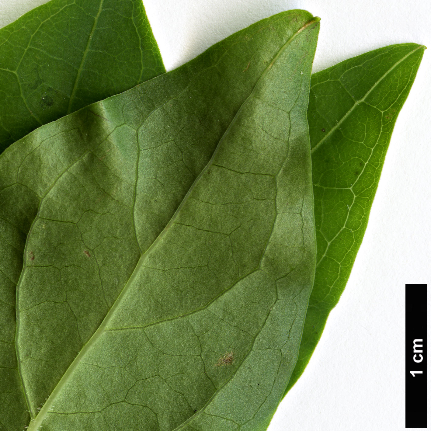 High resolution image: Family: Ericaceae - Genus: Ellliottia - Taxon: paniculata