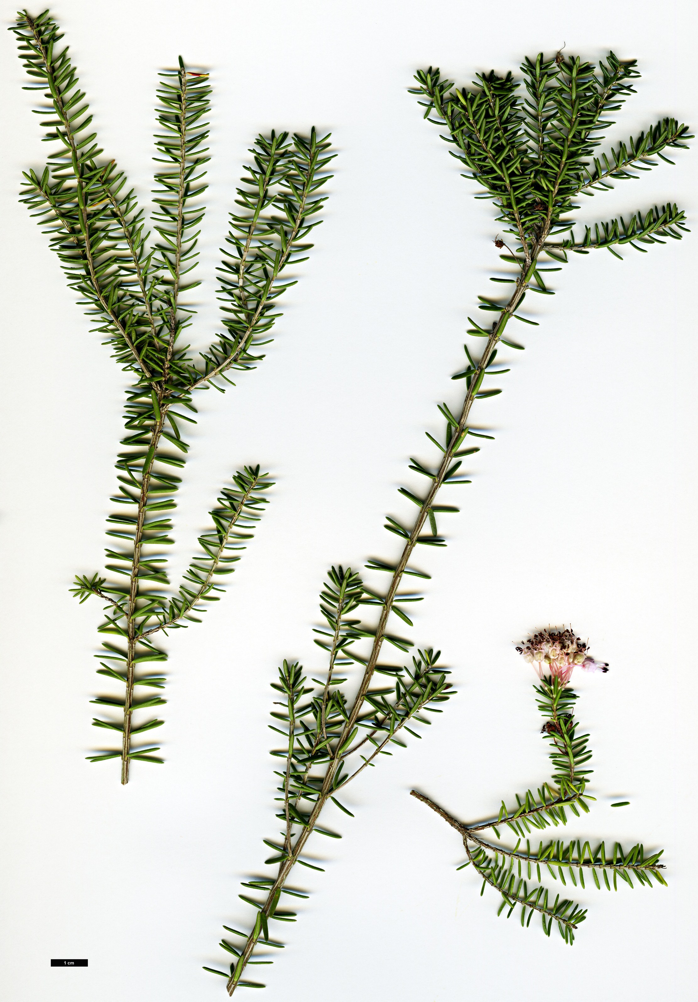 High resolution image: Family: Ericaceae - Genus: Erica - Taxon: multiflora