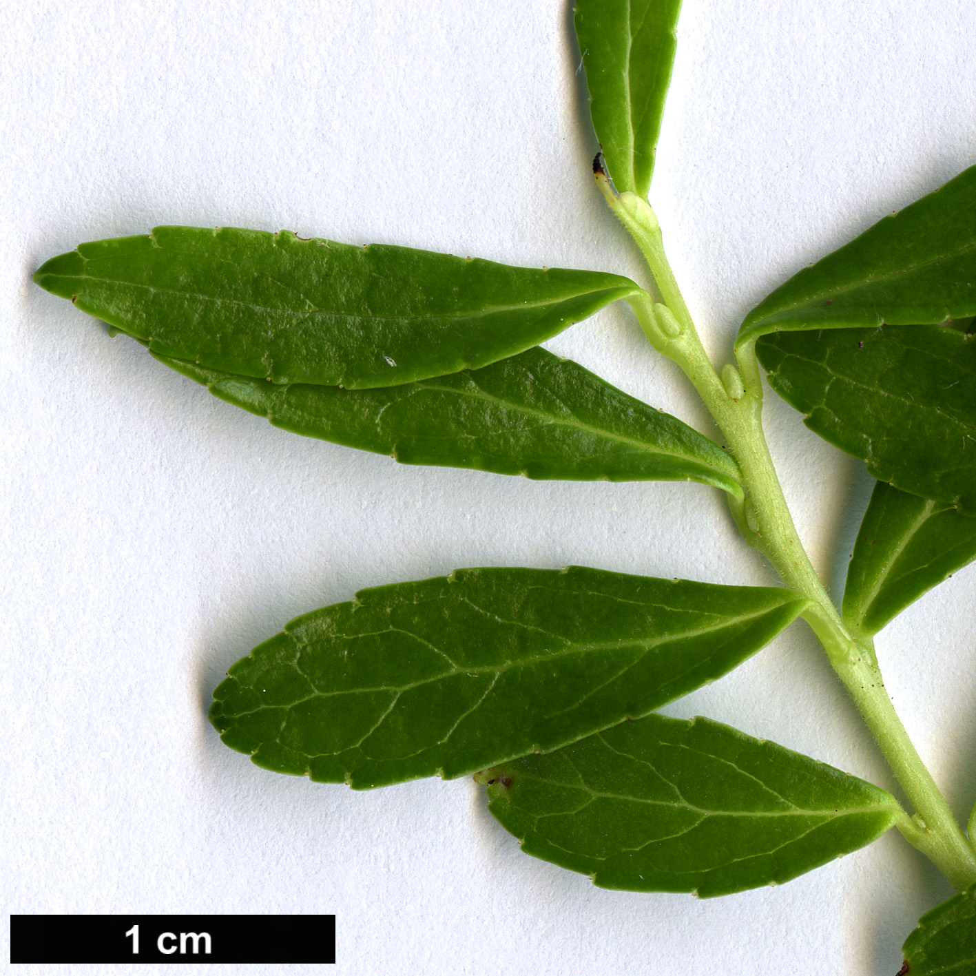 High resolution image: Family: Ericaceae - Genus: Gaultheria - Taxon: cuneata