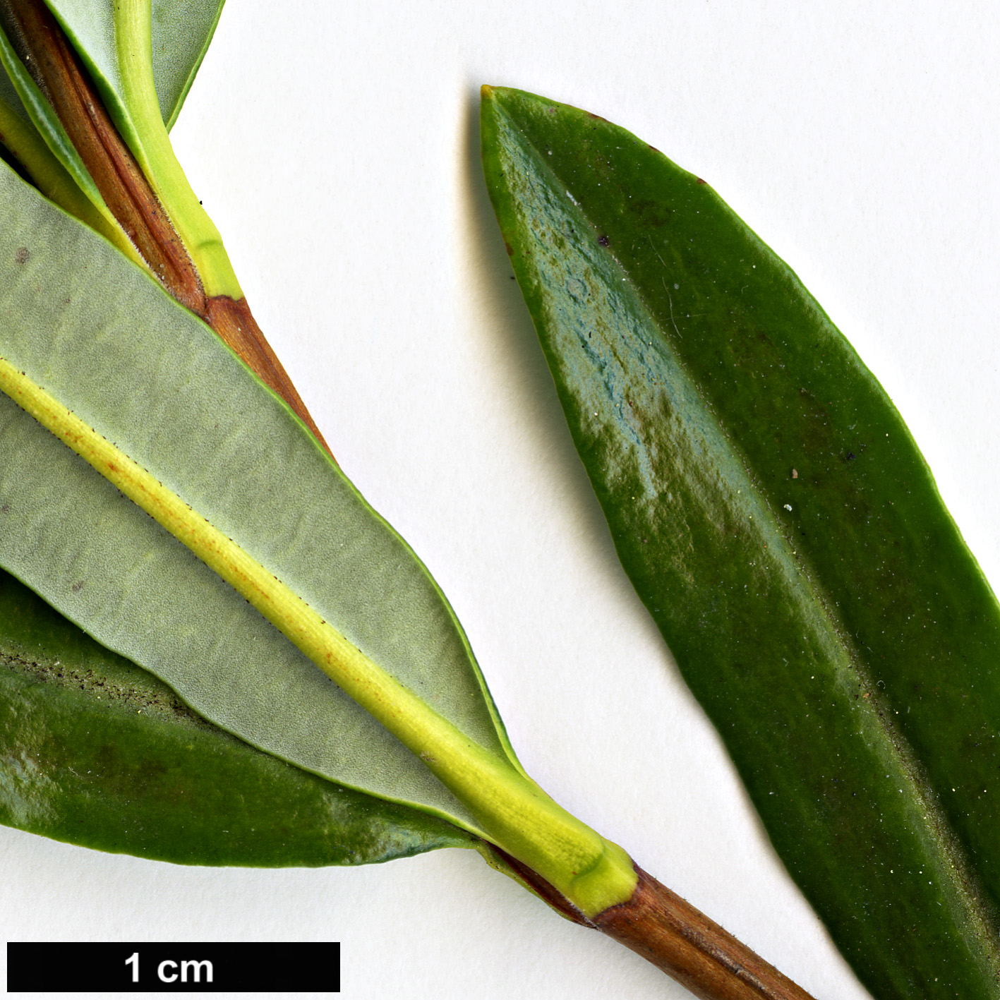 High resolution image: Family: Ericaceae - Genus: Kalmia - Taxon: polifolia