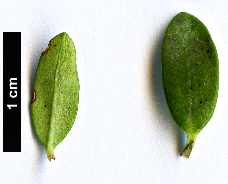 High resolution image: Family: Ericaceae - Genus: Leiophyllum - Taxon: buxifolium