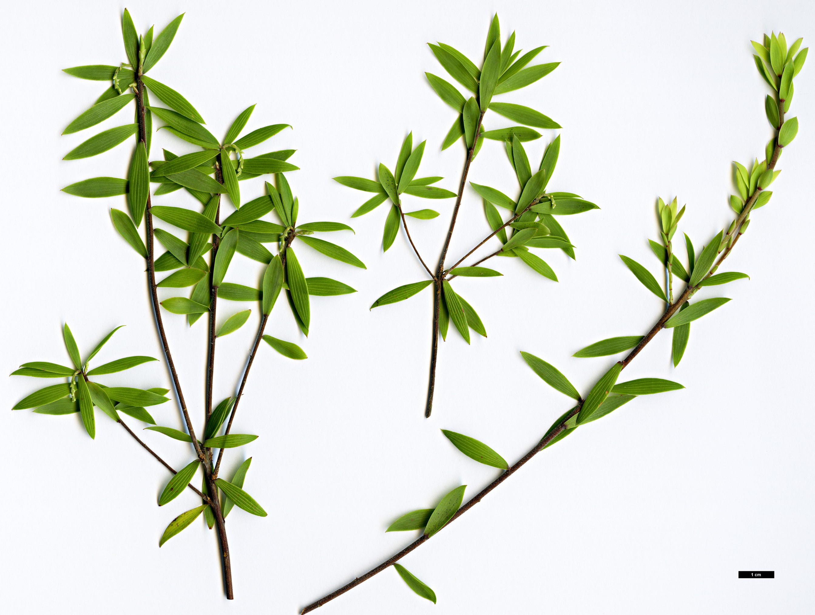 High resolution image: Family: Ericaceae - Genus: Leucopogon - Taxon: fasciculatus