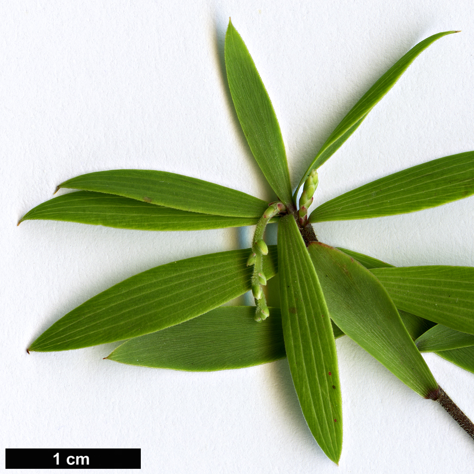 High resolution image: Family: Ericaceae - Genus: Leucopogon - Taxon: fasciculatus