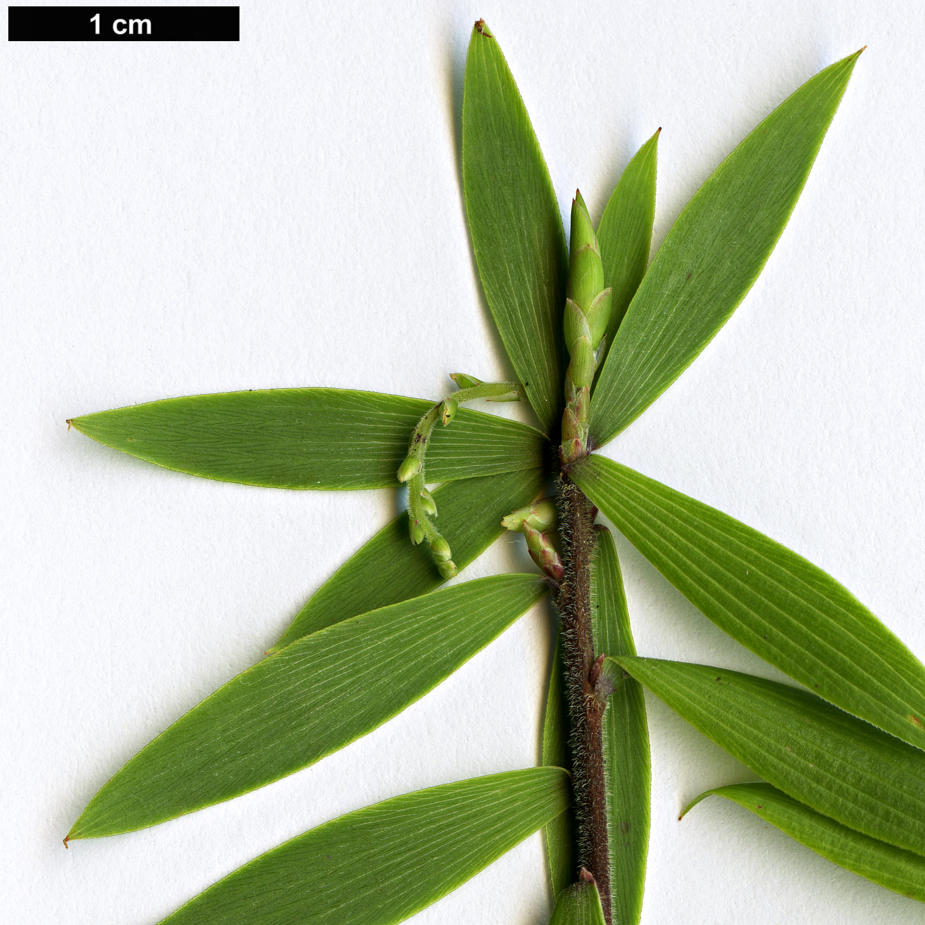 High resolution image: Family: Ericaceae - Genus: Leucopogon - Taxon: fasciculatus