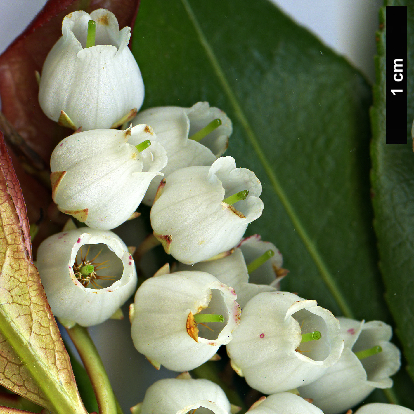 High resolution image: Family: Ericaceae - Genus: Pieris - Taxon: formosa