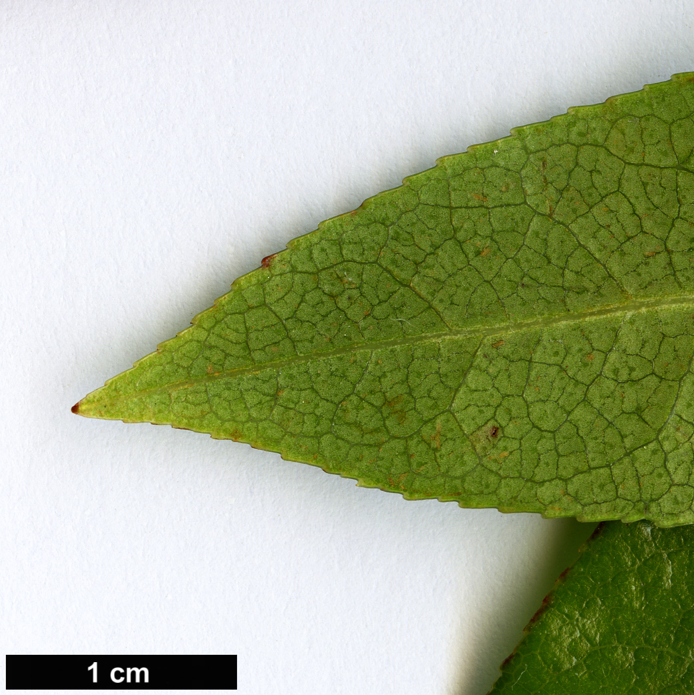 High resolution image: Family: Ericaceae - Genus: Pieris - Taxon: formosa