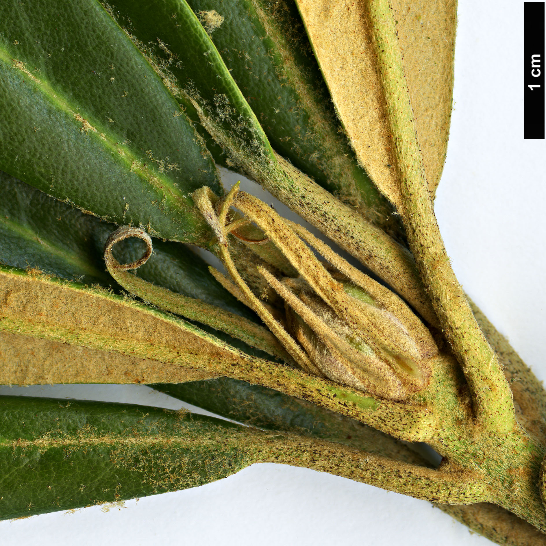 High resolution image: Family: Ericaceae - Genus: Rhododendron - Taxon: adenopodum