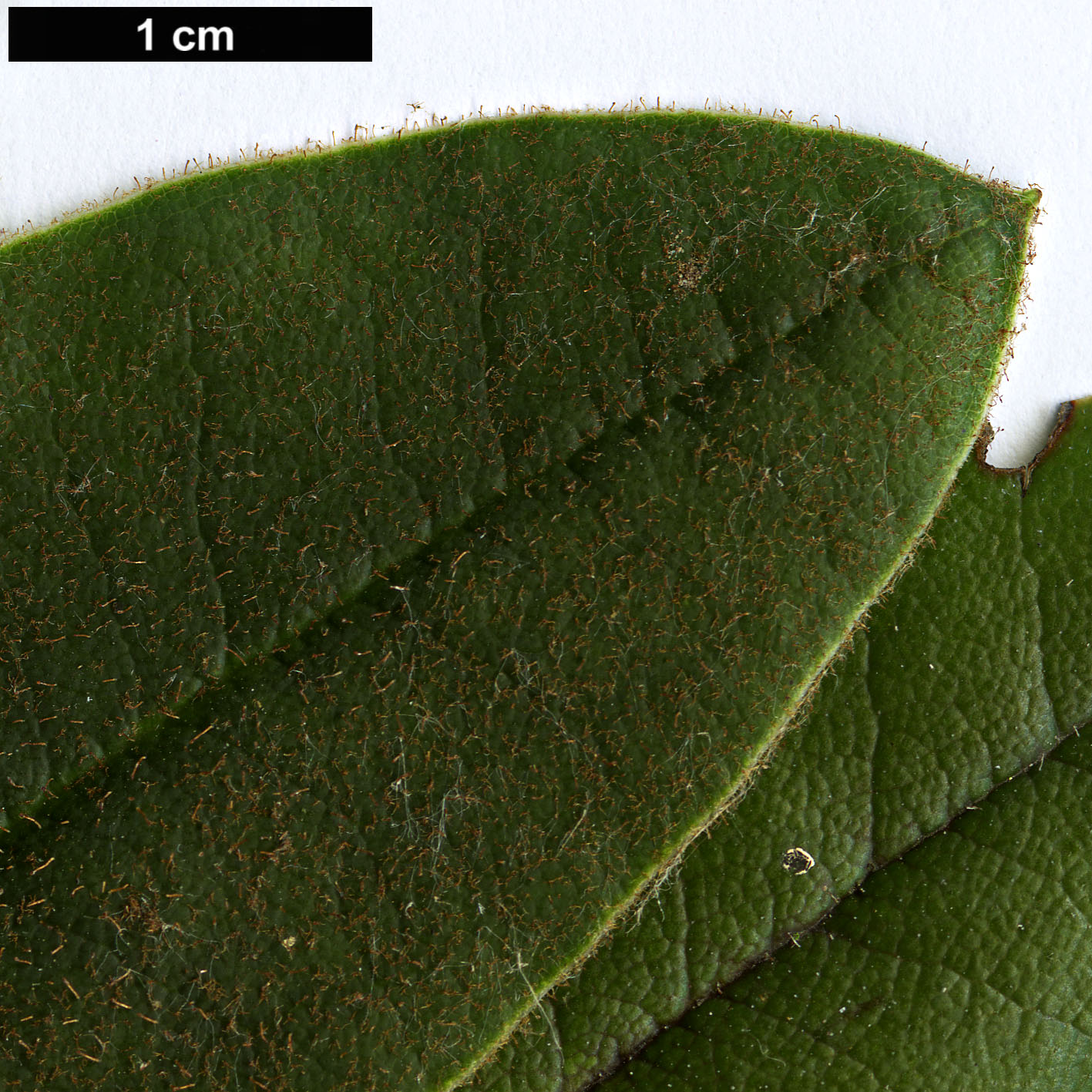 High resolution image: Family: Ericaceae - Genus: Rhododendron - Taxon: adenosum