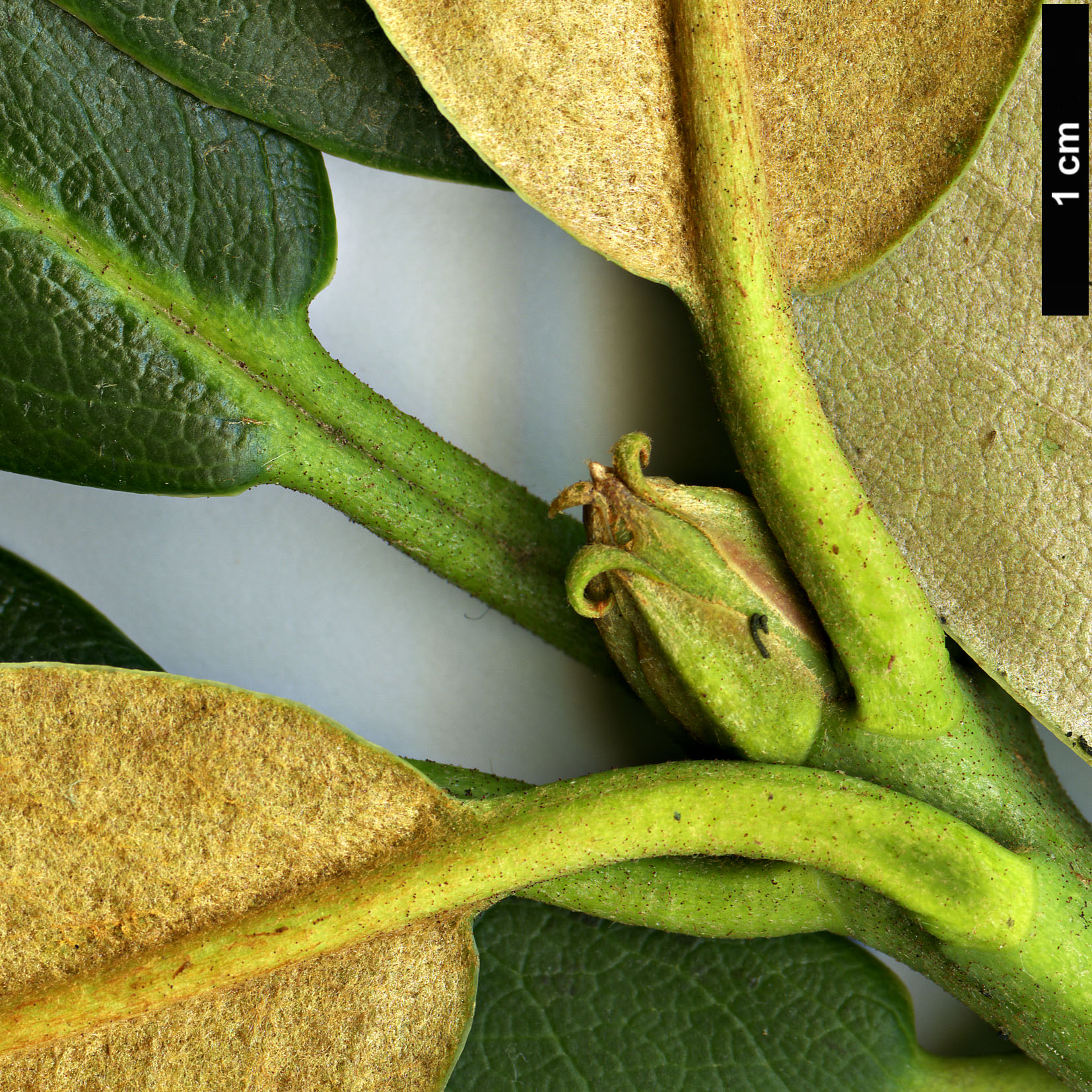 High resolution image: Family: Ericaceae - Genus: Rhododendron - Taxon: aganniphum