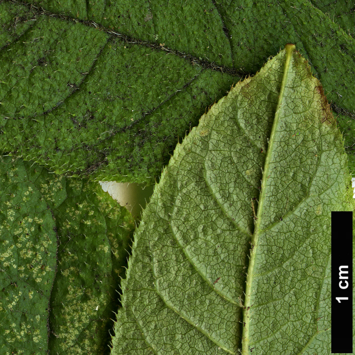 High resolution image: Family: Ericaceae - Genus: Rhododendron - Taxon: albrechtii