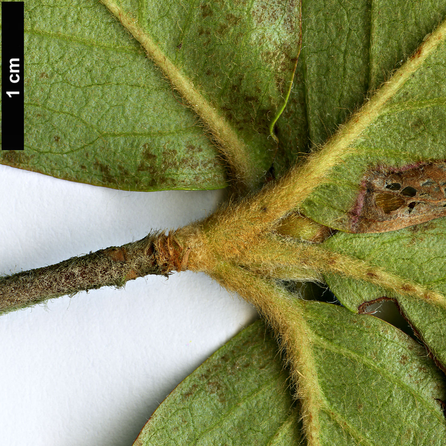 High resolution image: Family: Ericaceae - Genus: Rhododendron - Taxon: amagianum