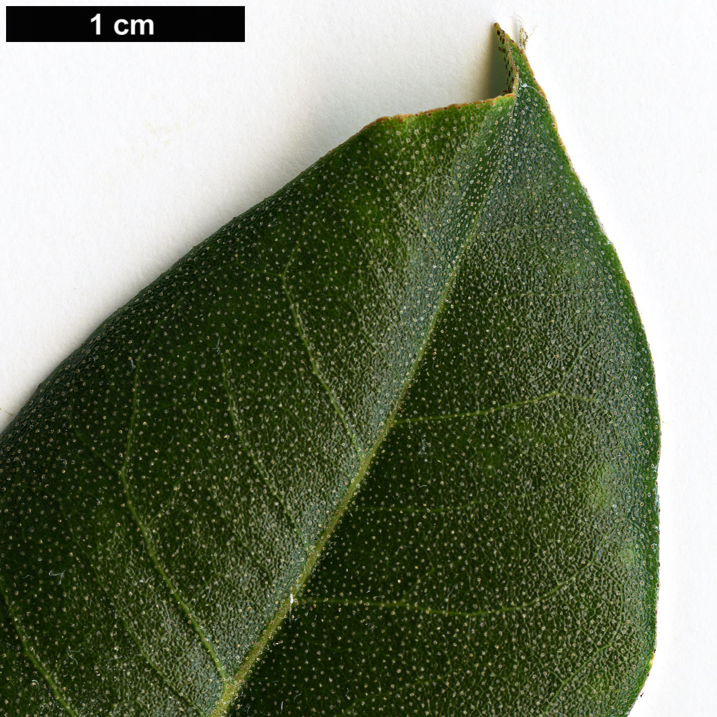 High resolution image: Family: Ericaceae - Genus: Rhododendron - Taxon: ambiguum