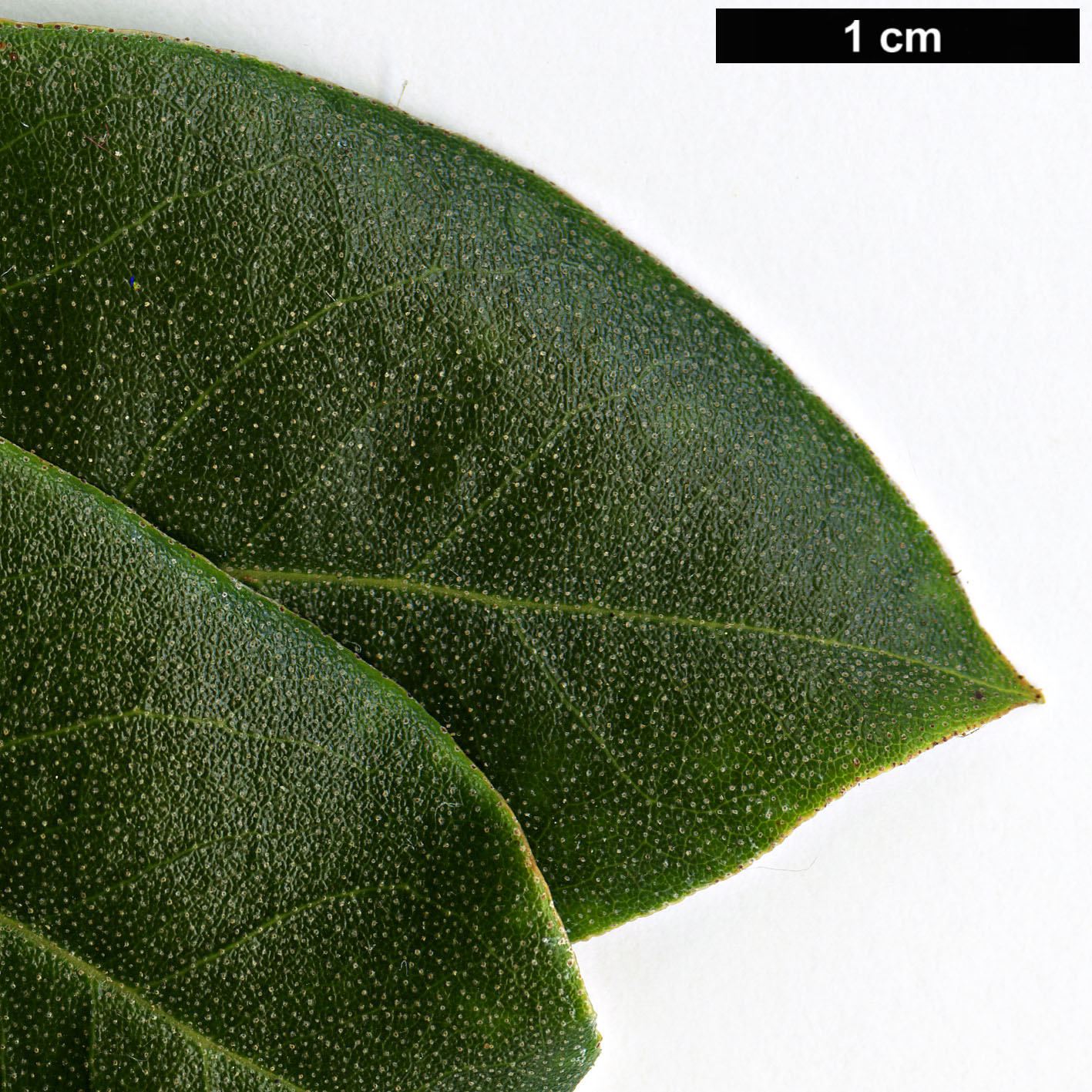 High resolution image: Family: Ericaceae - Genus: Rhododendron - Taxon: ambiguum