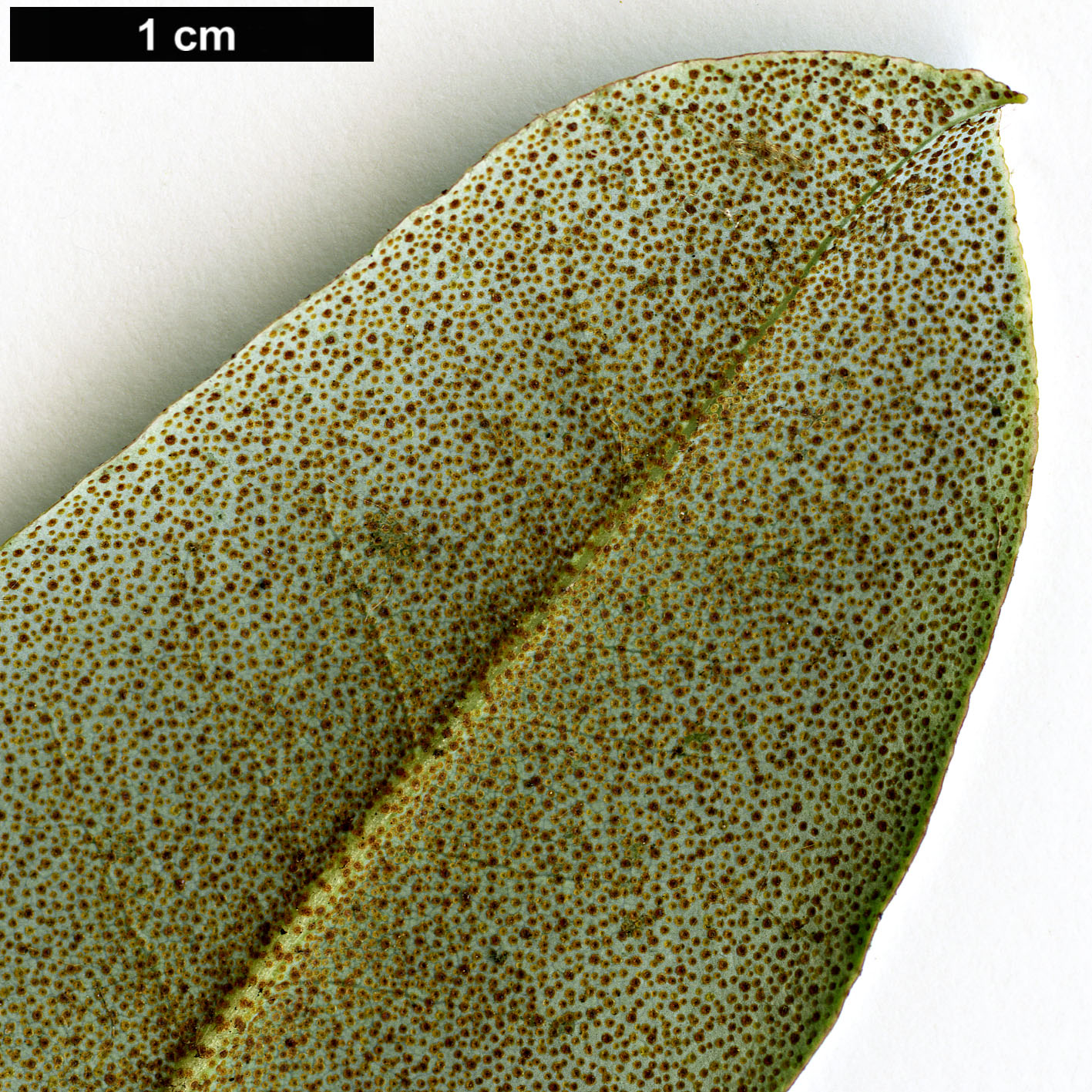 High resolution image: Family: Ericaceae - Genus: Rhododendron - Taxon: ambiguum