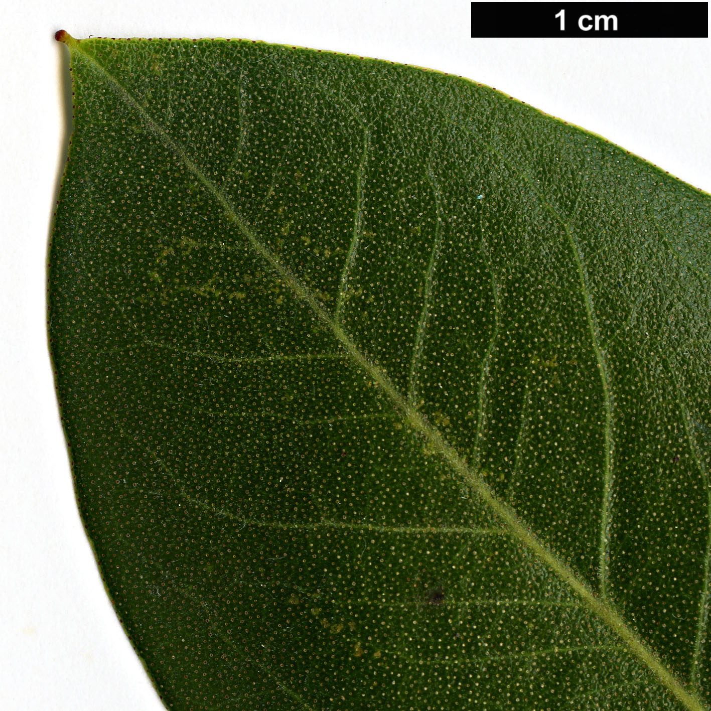 High resolution image: Family: Ericaceae - Genus: Rhododendron - Taxon: amesiae