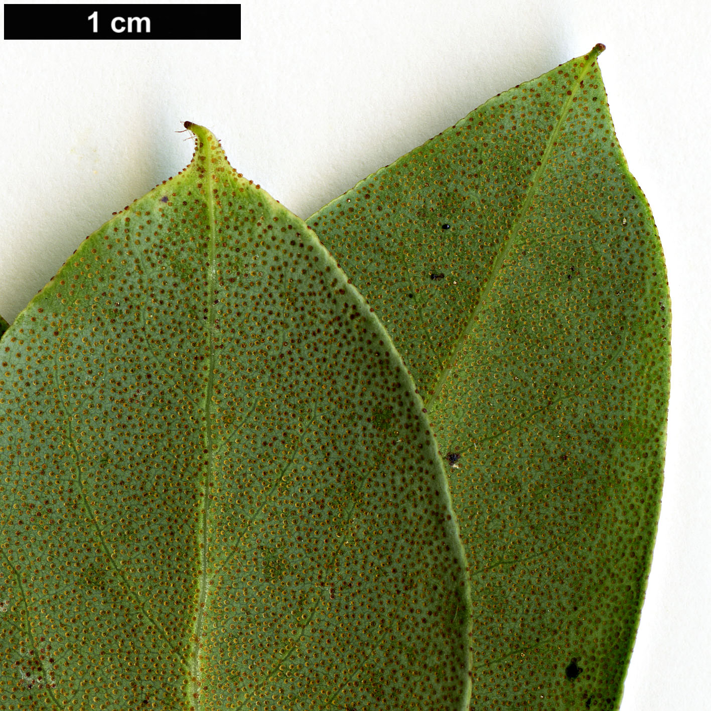 High resolution image: Family: Ericaceae - Genus: Rhododendron - Taxon: amesiae