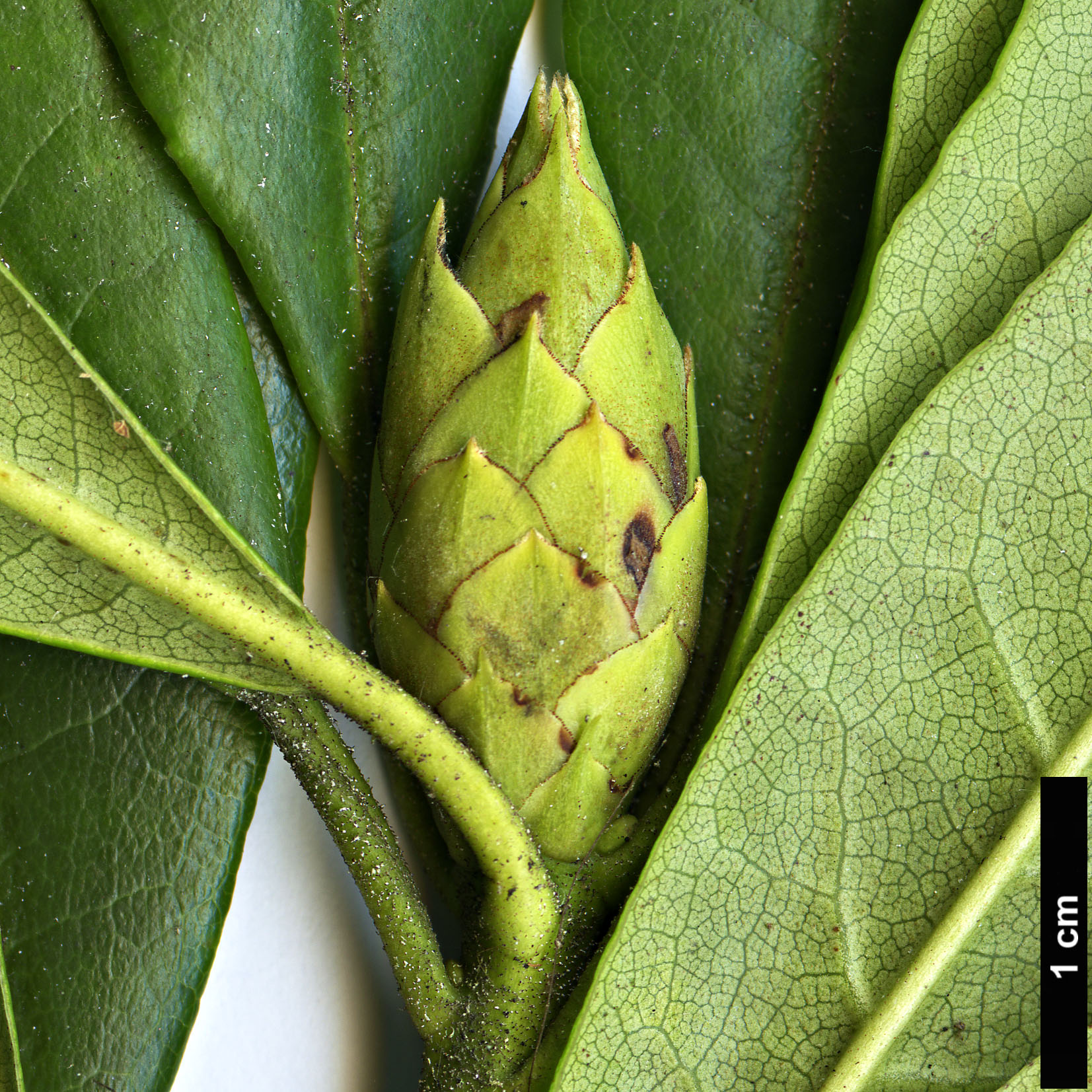 High resolution image: Family: Ericaceae - Genus: Rhododendron - Taxon: annae