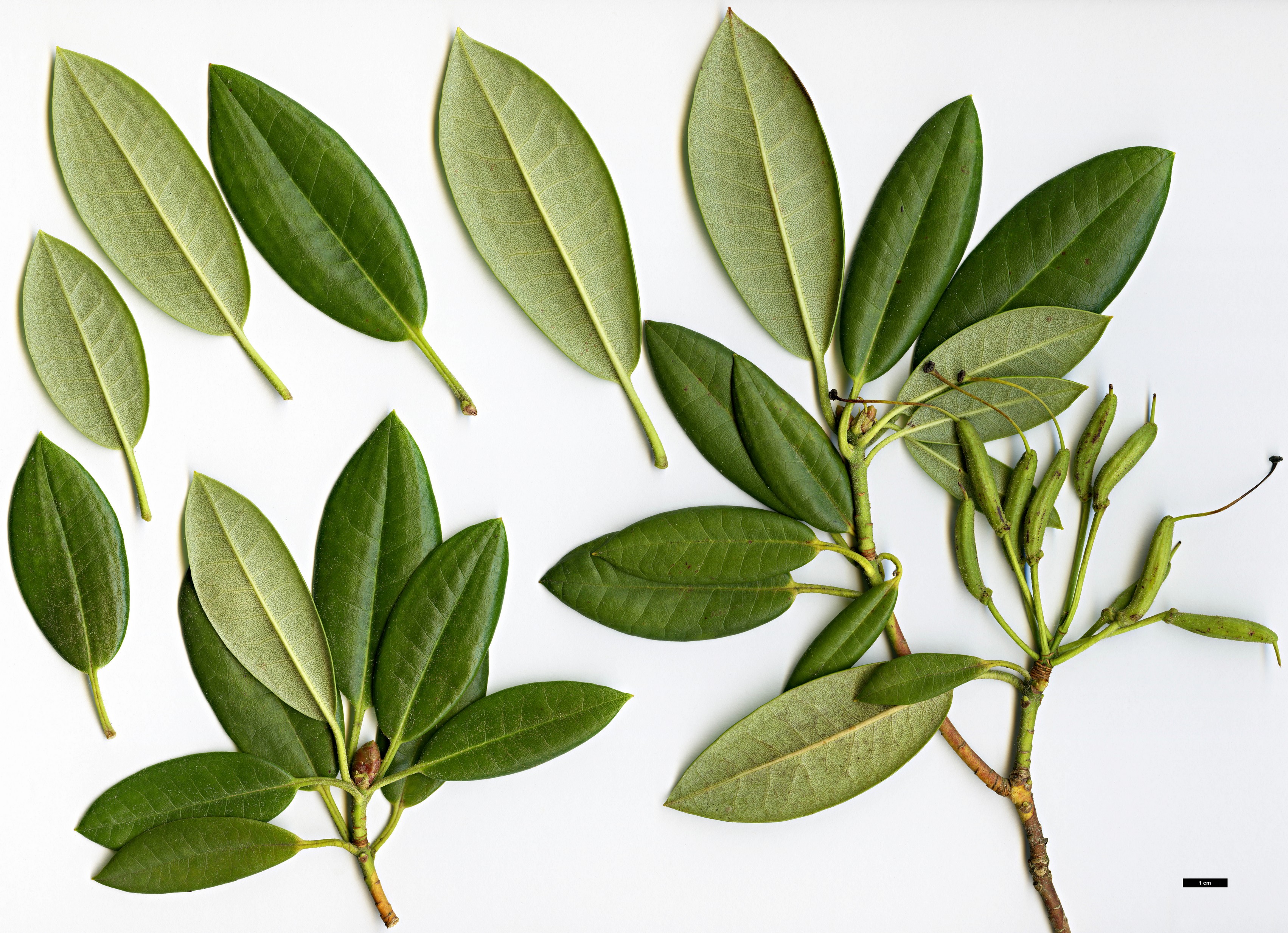 High resolution image: Family: Ericaceae - Genus: Rhododendron - Taxon: anwheiense