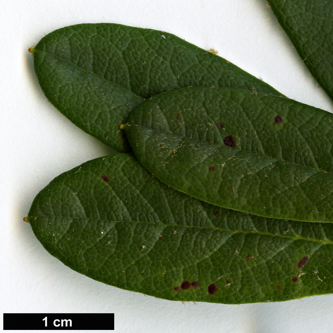 High resolution image: Family: Ericaceae - Genus: Rhododendron - Taxon: aperantum