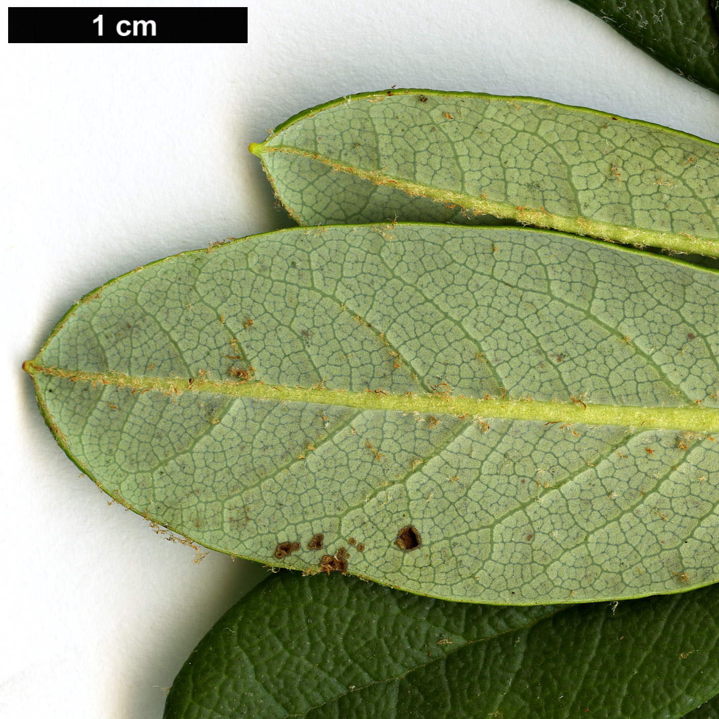 High resolution image: Family: Ericaceae - Genus: Rhododendron - Taxon: aperantum