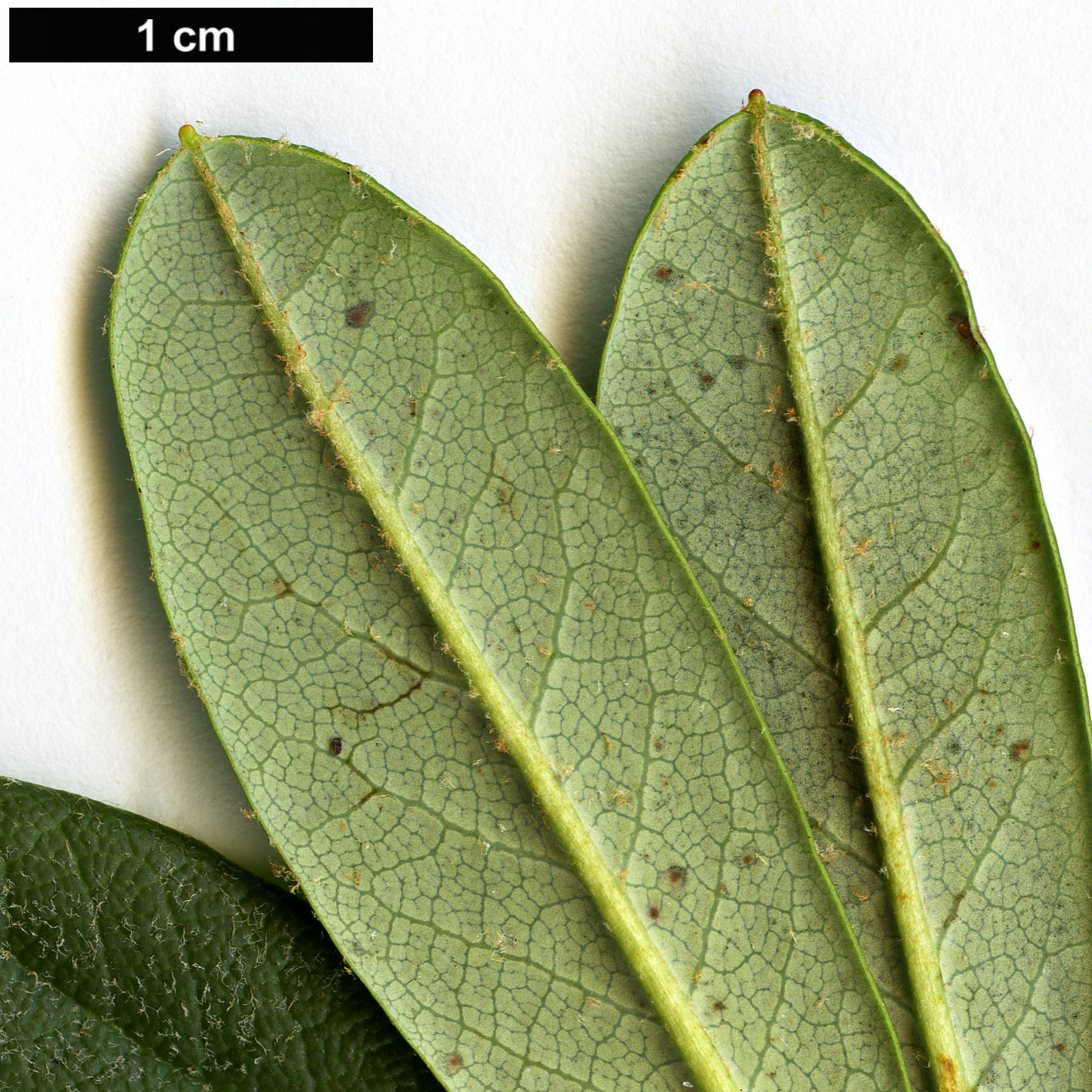 High resolution image: Family: Ericaceae - Genus: Rhododendron - Taxon: aperantum