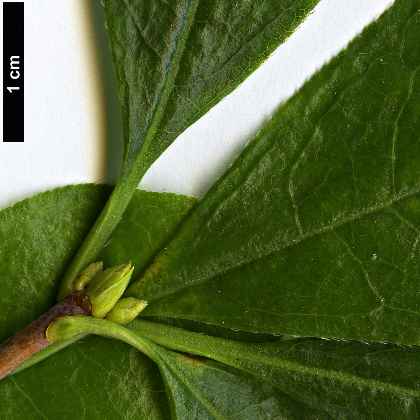 High resolution image: Family: Ericaceae - Genus: Rhododendron - Taxon: arborescens