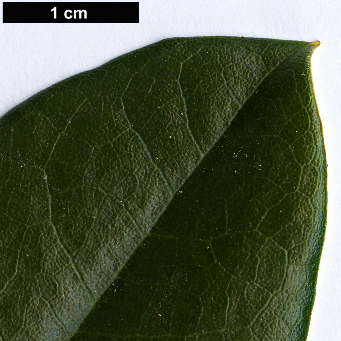 High resolution image: Family: Ericaceae - Genus: Rhododendron - Taxon: argyrophyllum