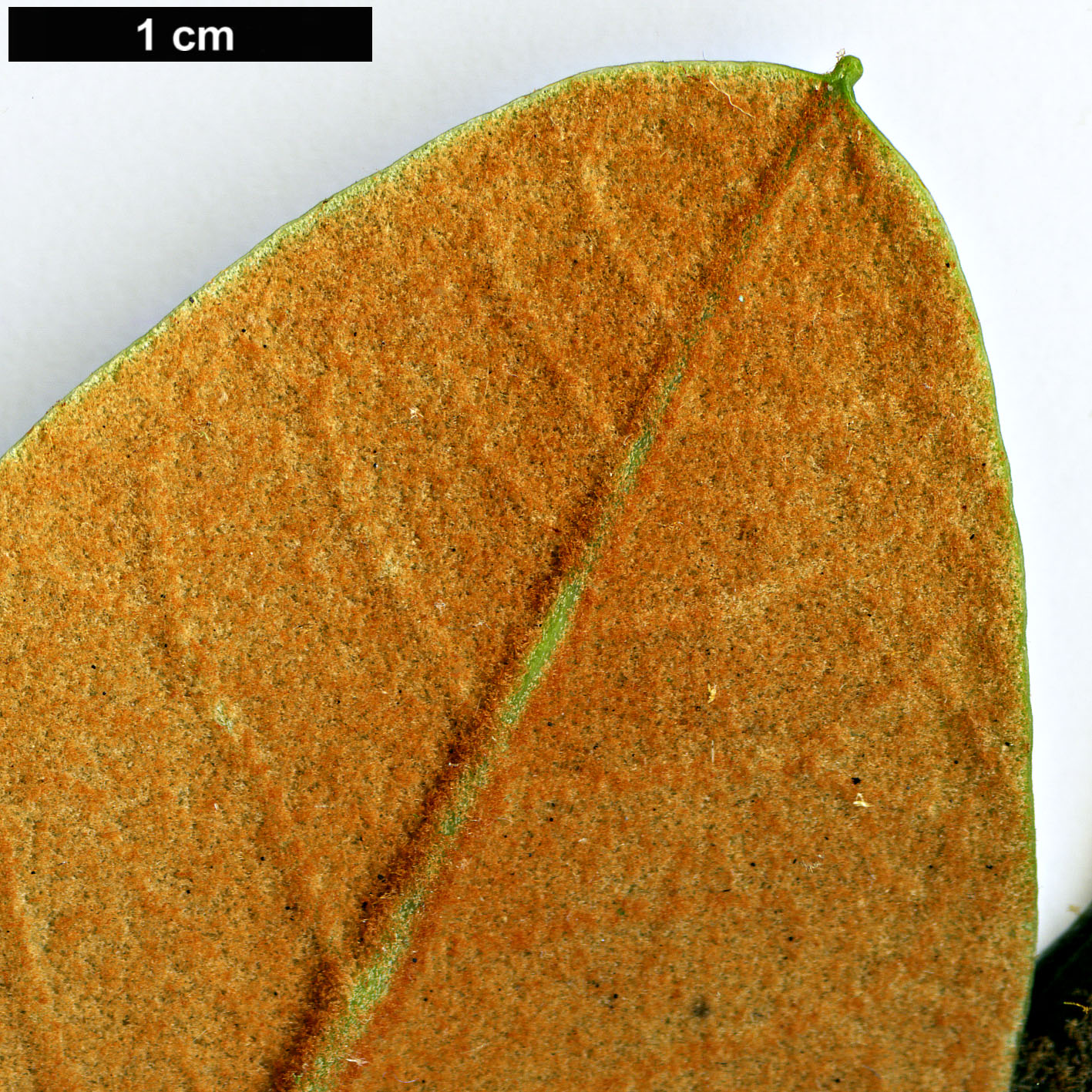 High resolution image: Family: Ericaceae - Genus: Rhododendron - Taxon: arizelum