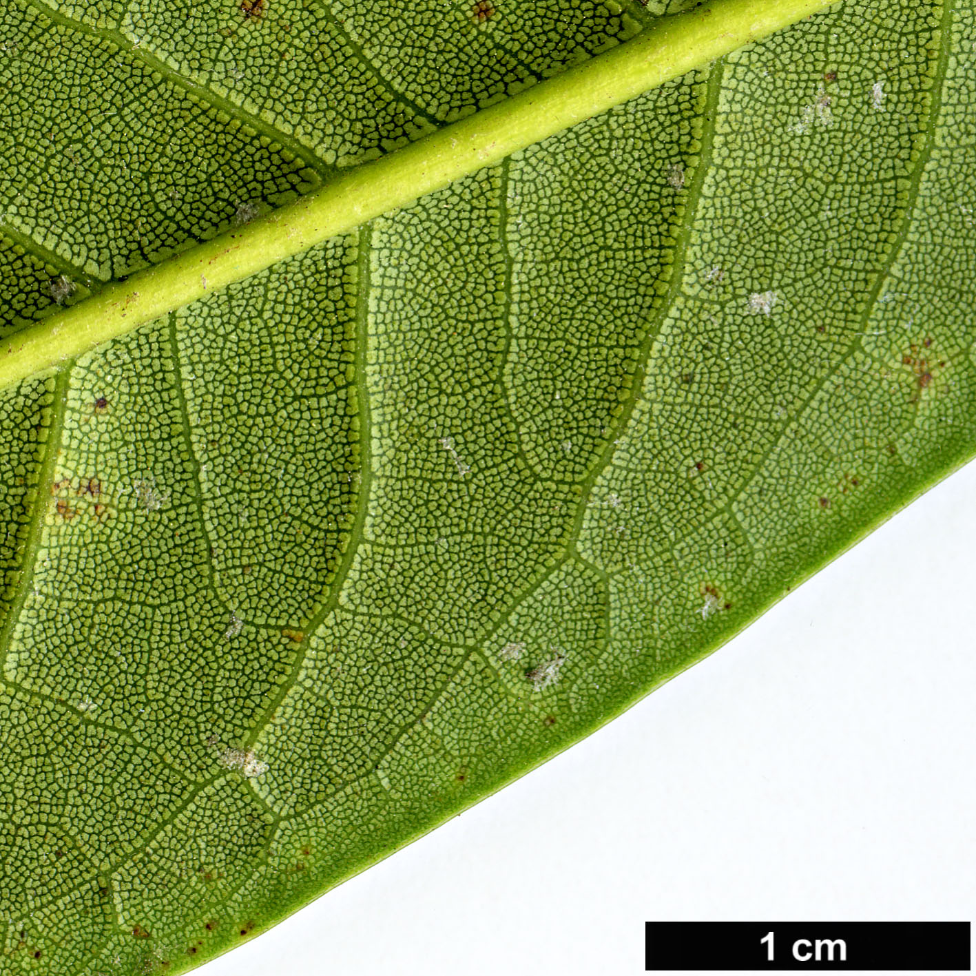 High resolution image: Family: Ericaceae - Genus: Rhododendron - Taxon: asterochnoum