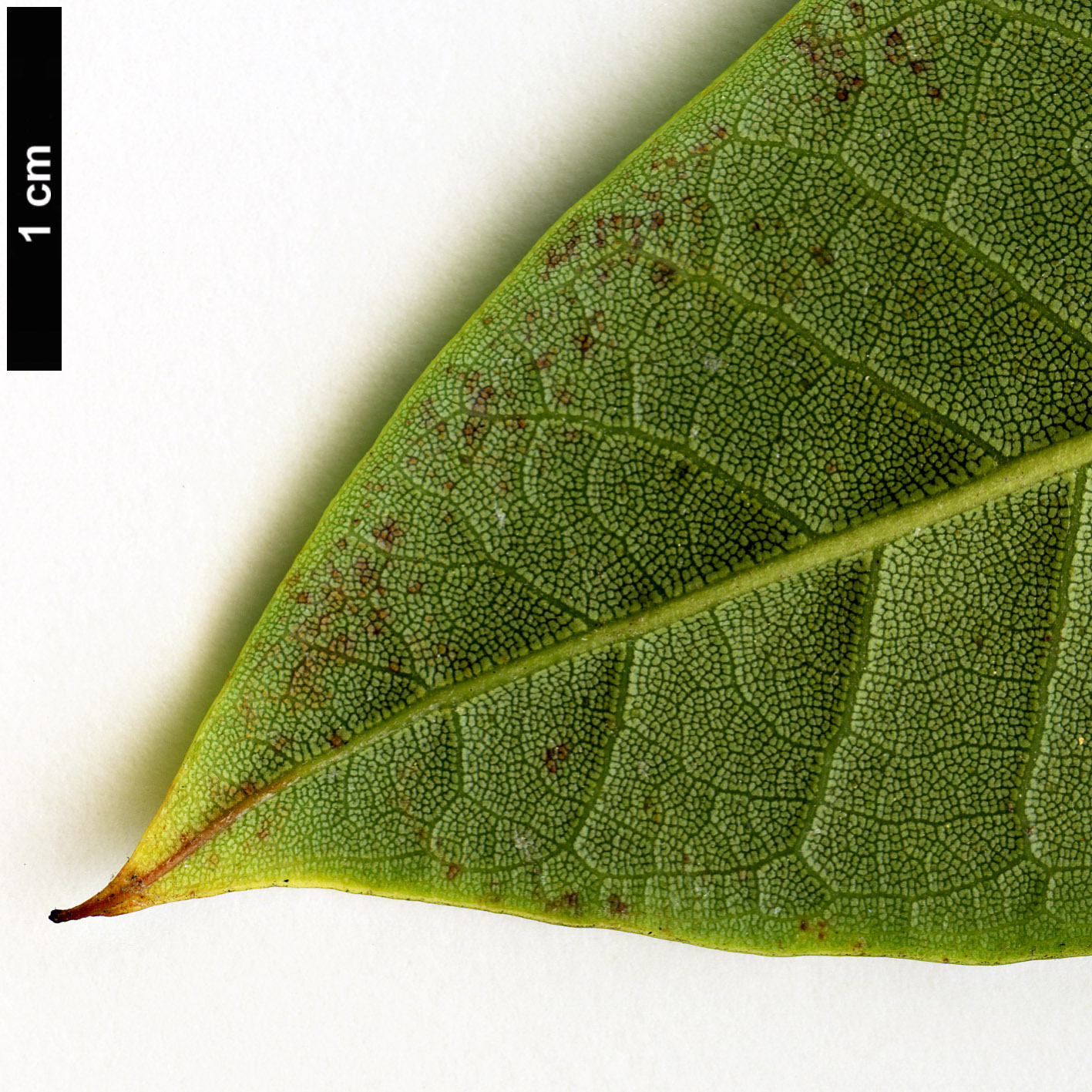 High resolution image: Family: Ericaceae - Genus: Rhododendron - Taxon: asterochnoum