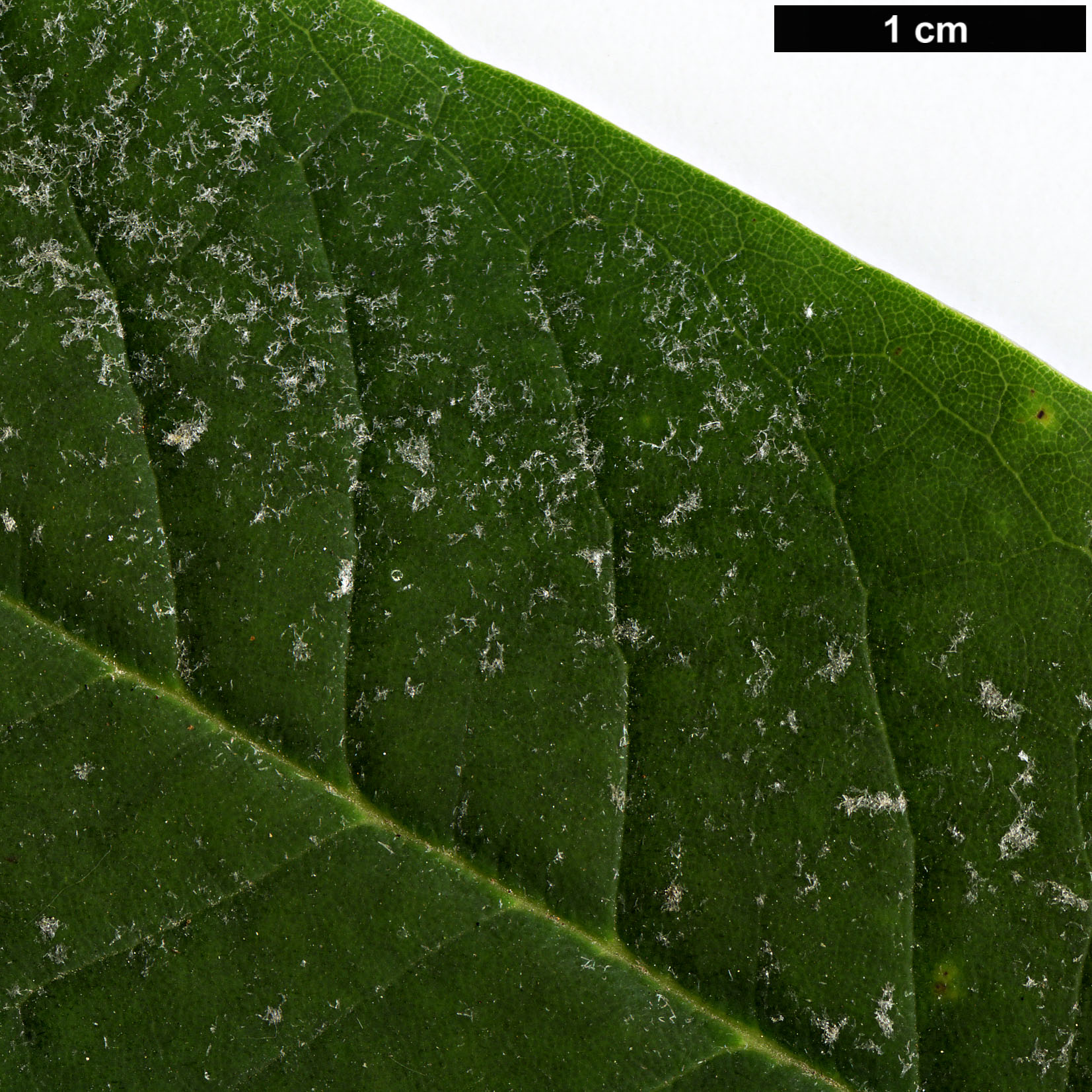 High resolution image: Family: Ericaceae - Genus: Rhododendron - Taxon: asterochnoum