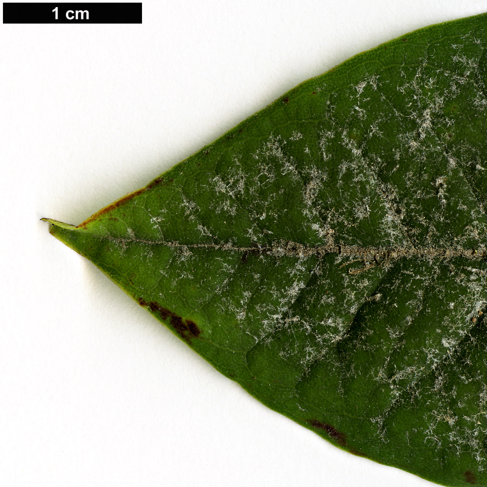 High resolution image: Family: Ericaceae - Genus: Rhododendron - Taxon: asterochnoum